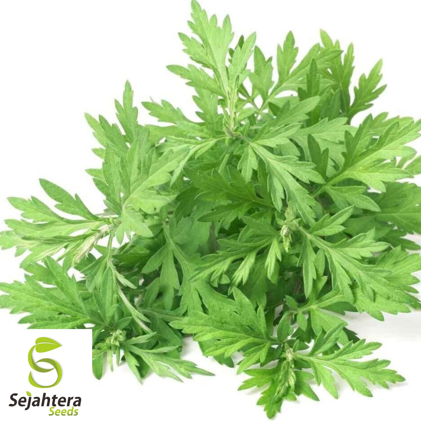 500+ Mugwort Seeds - Heirloom Medicinal Herb, Artemisia Vulgaris, Non-GMO