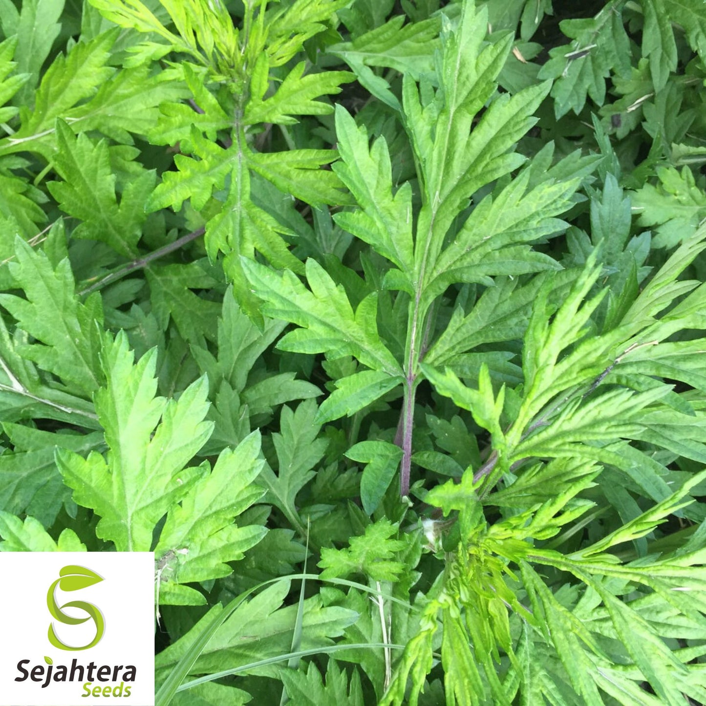 500+ Mugwort Seeds - Heirloom Medicinal Herb, Artemisia Vulgaris, Non-GMO