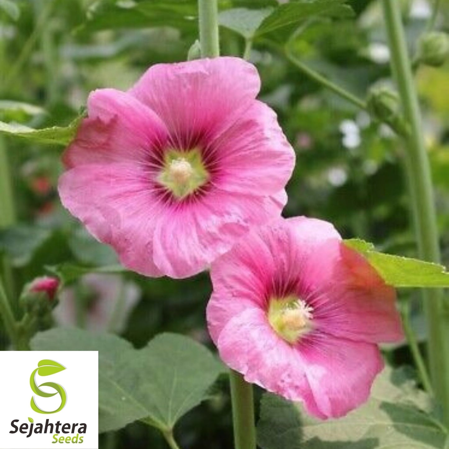 Hollyhock Flower Seeds 35+ | Alcea rosea Perennial Heirloom Garden USA