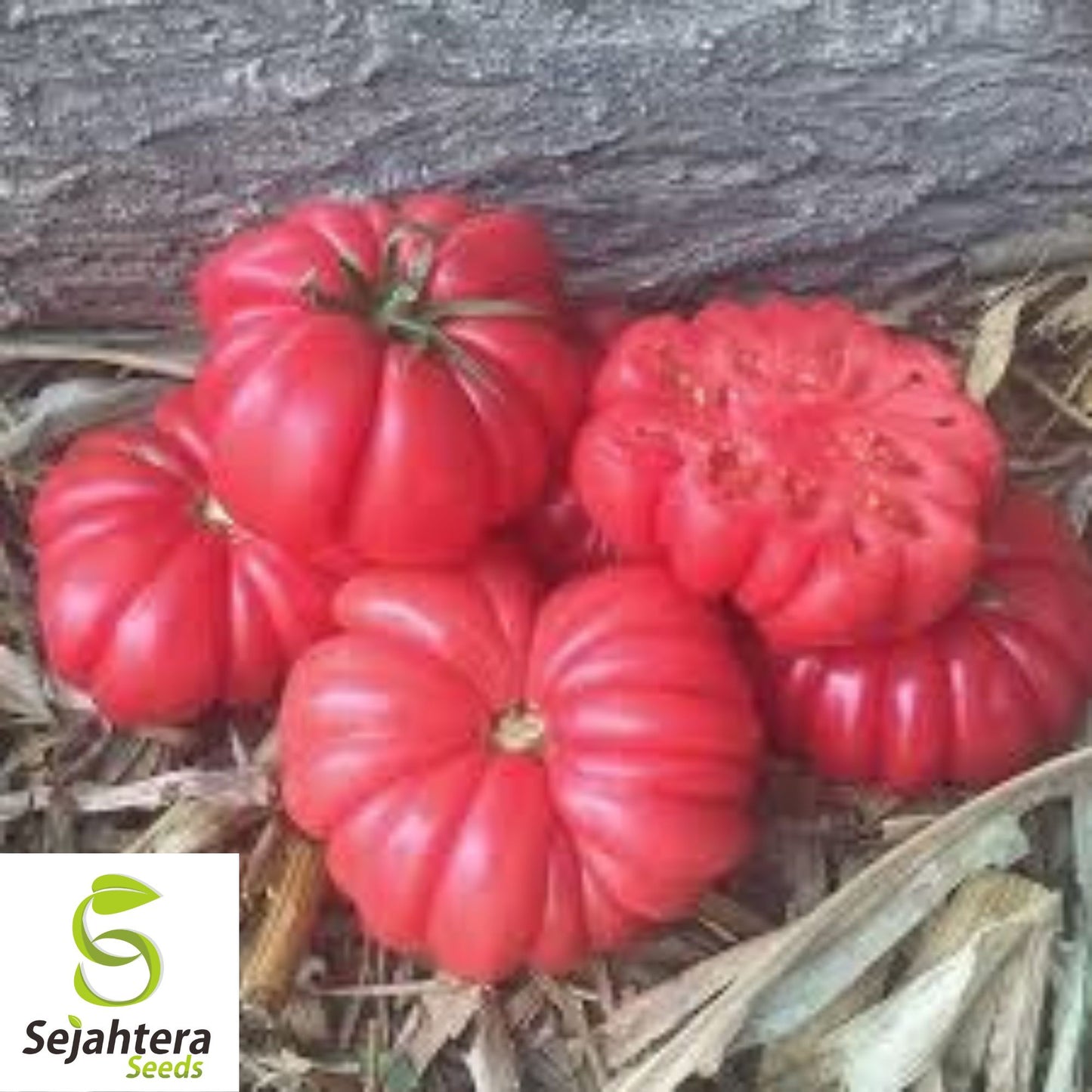 Mushroom Basket Tomato Seeds - 30+ Heirloom - Organic, Non-GMO & Rare