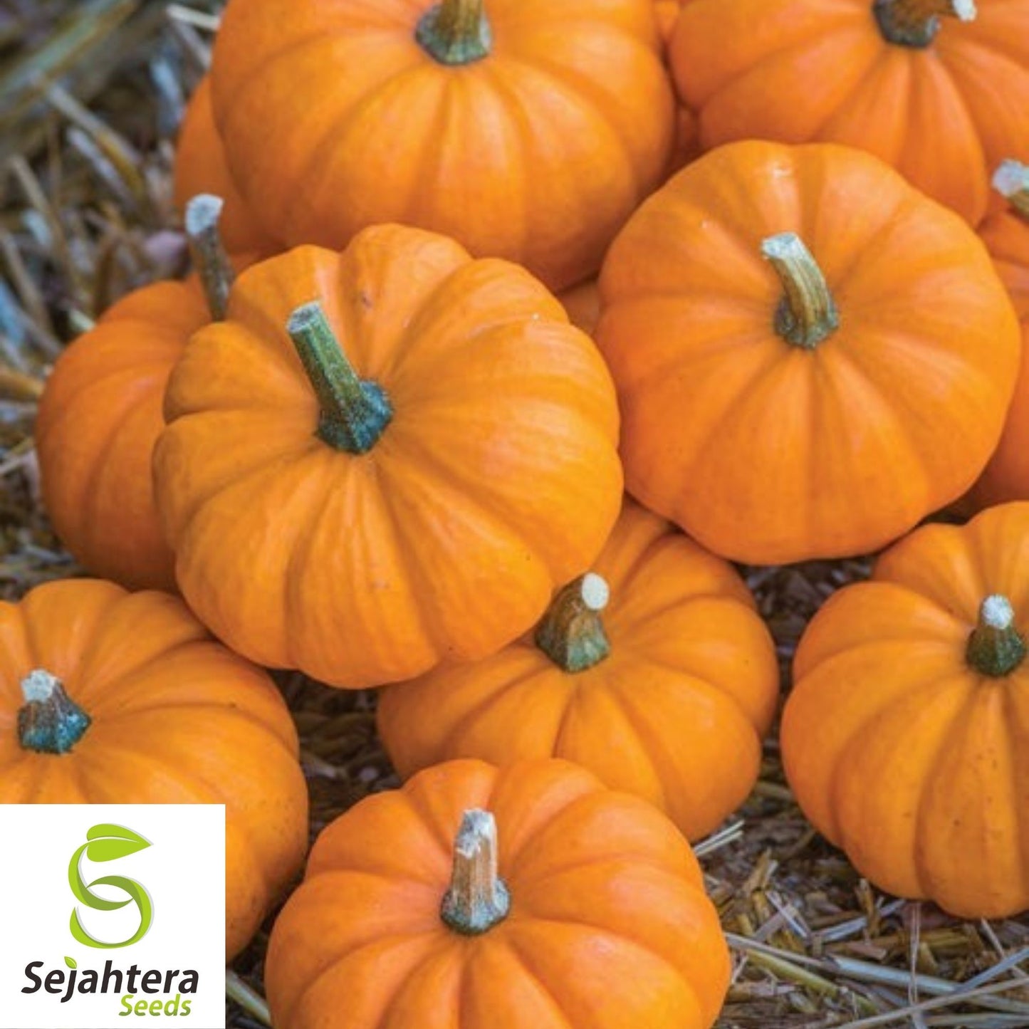Jack Be Little Pumpkin Seeds 15+ | Miniature Tiny Pumpkins NON-GMO USA