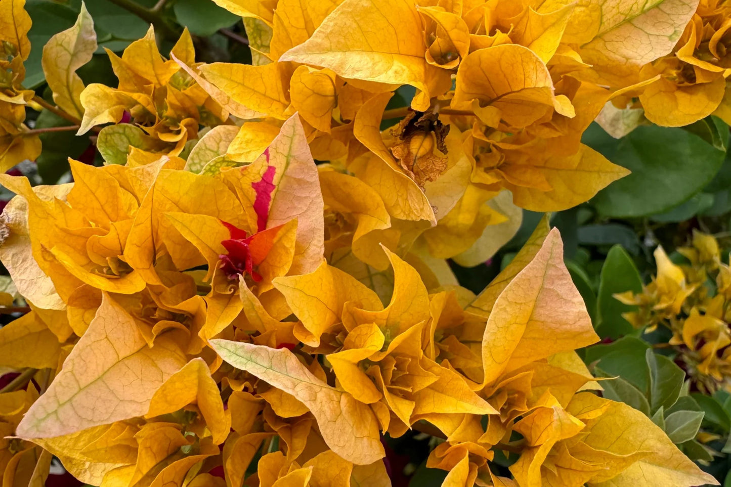 Gold Bougainvillea | Well-Rooted Starter Plant for Vibrant Gardens