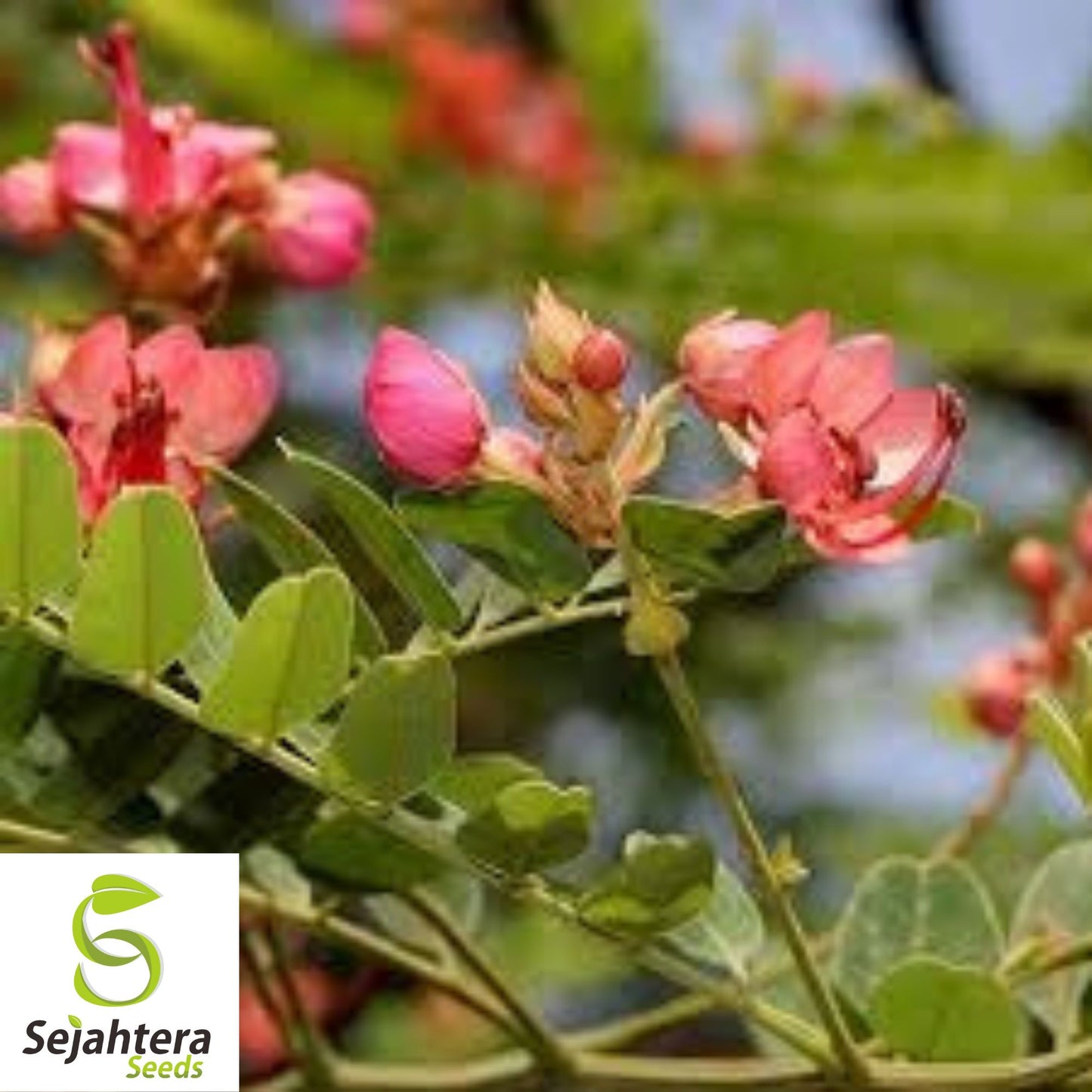Red Shower Tree Seeds {Cassia marginata} 10 Pre-Stratified Seeds
