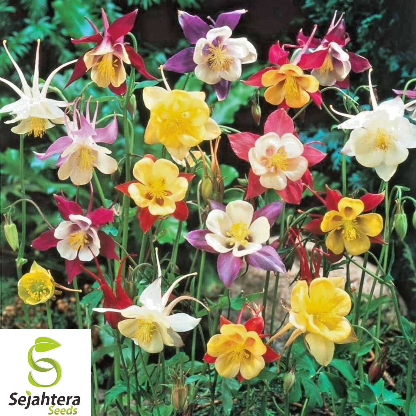 500+ Shade Wildflower Mix Seeds - Heirloom, Non-GMO, Perennial & Pollinator-Friendly
