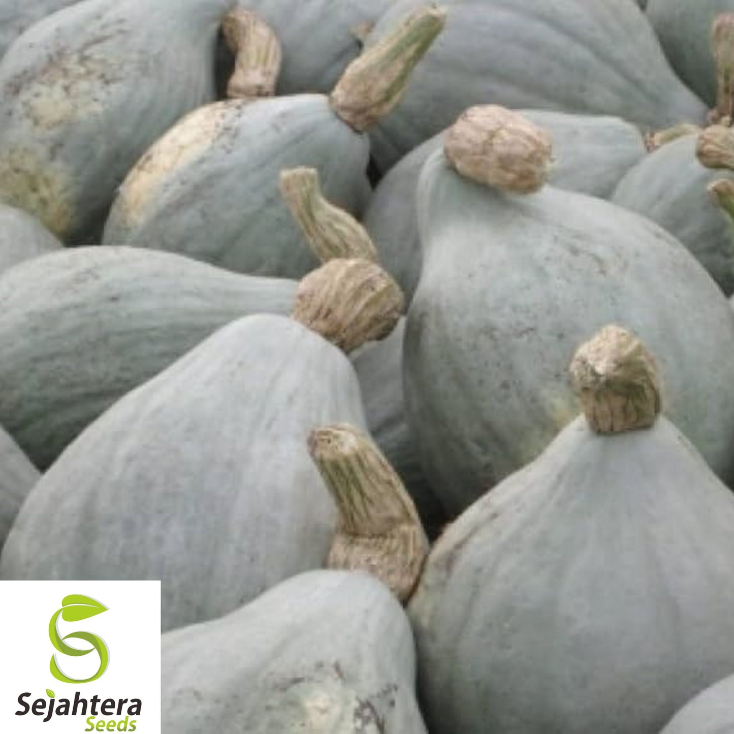 Giant Blue Hubbard Squash Seeds - 10+ Heirloom, Non-GMO, Sweet & Rare Variety