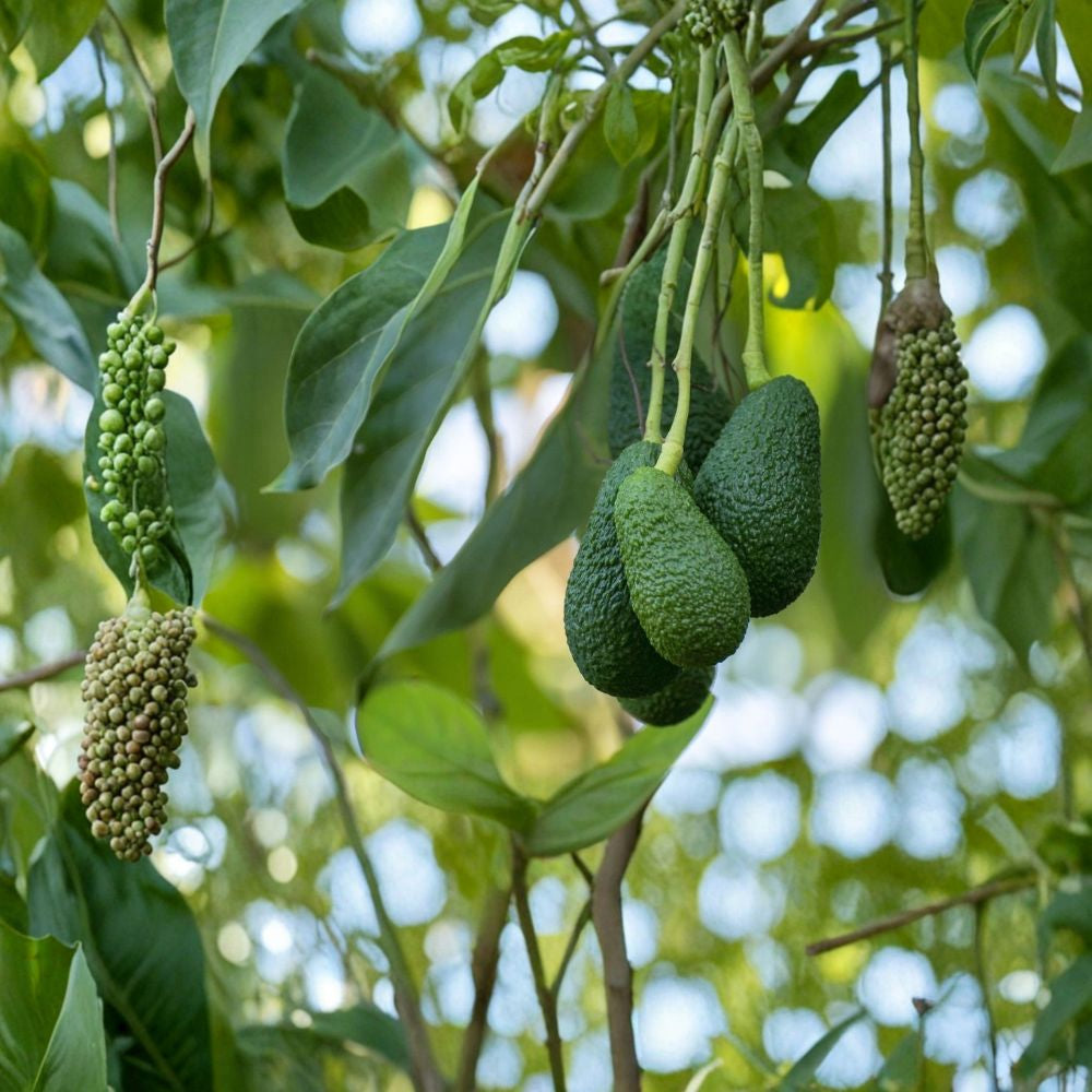 Avocado Tree Seedling – Persea americana Live Plant in Pot | Approximately 15 Inches Tall | Trimmed Tropical Fruit Starter | Indoor or Outdoor Growing | Ready to Plant