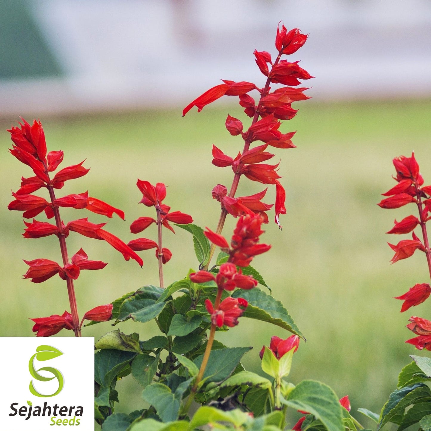 Sage Scarlet Seeds {Salvia coccinea} 500+ | Medicinal Herb Wildflower