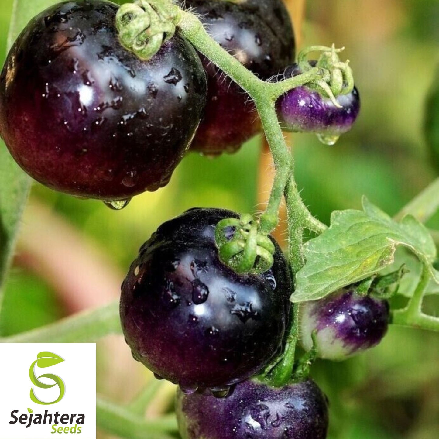 European Black Cherry Tomato Seeds - 10+ Heirloom, Sweet, Non-GMO & Rare