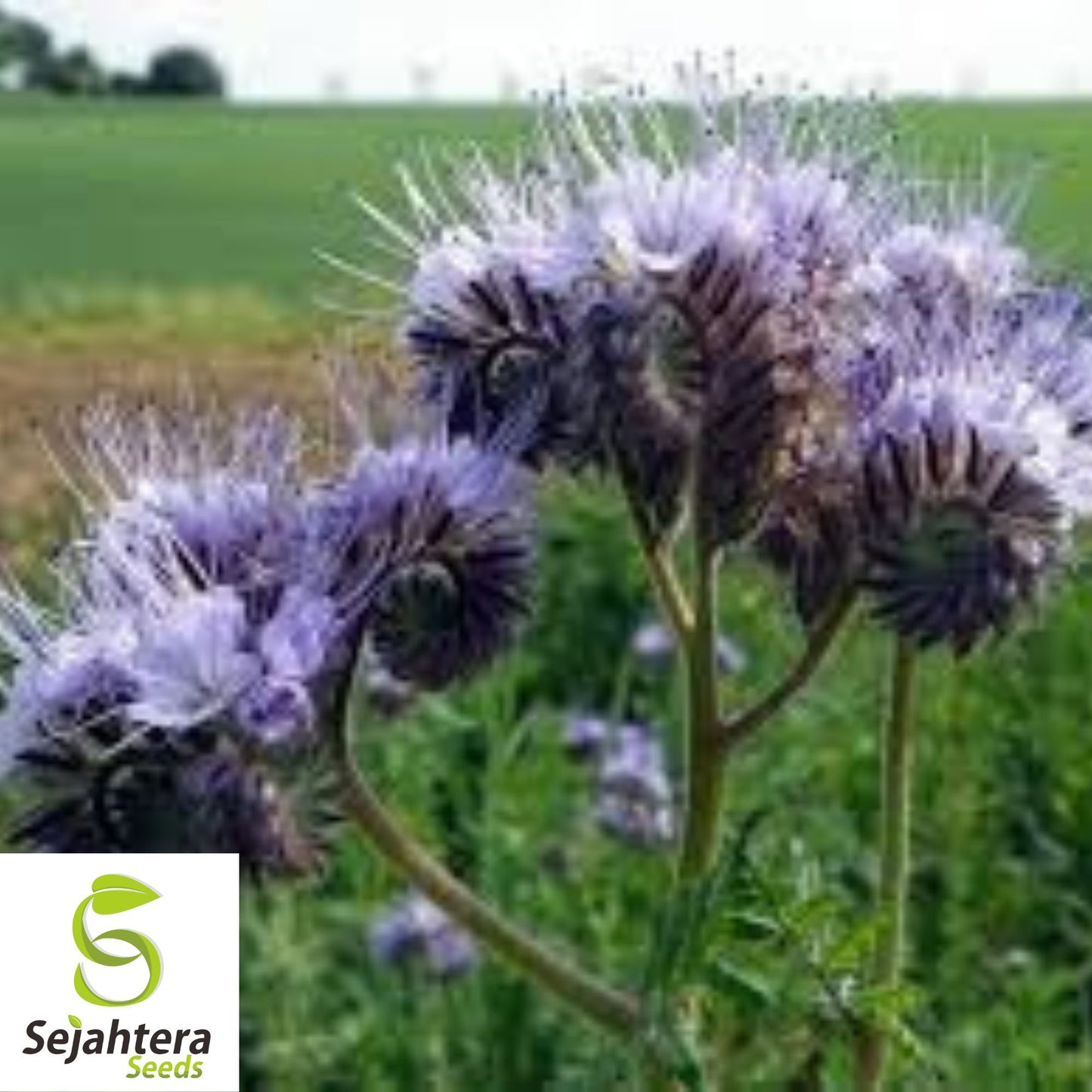 1,700+ Lacy Phacelia Seeds - Purple Tansy, Pollinator-Friendly, Non-GMO