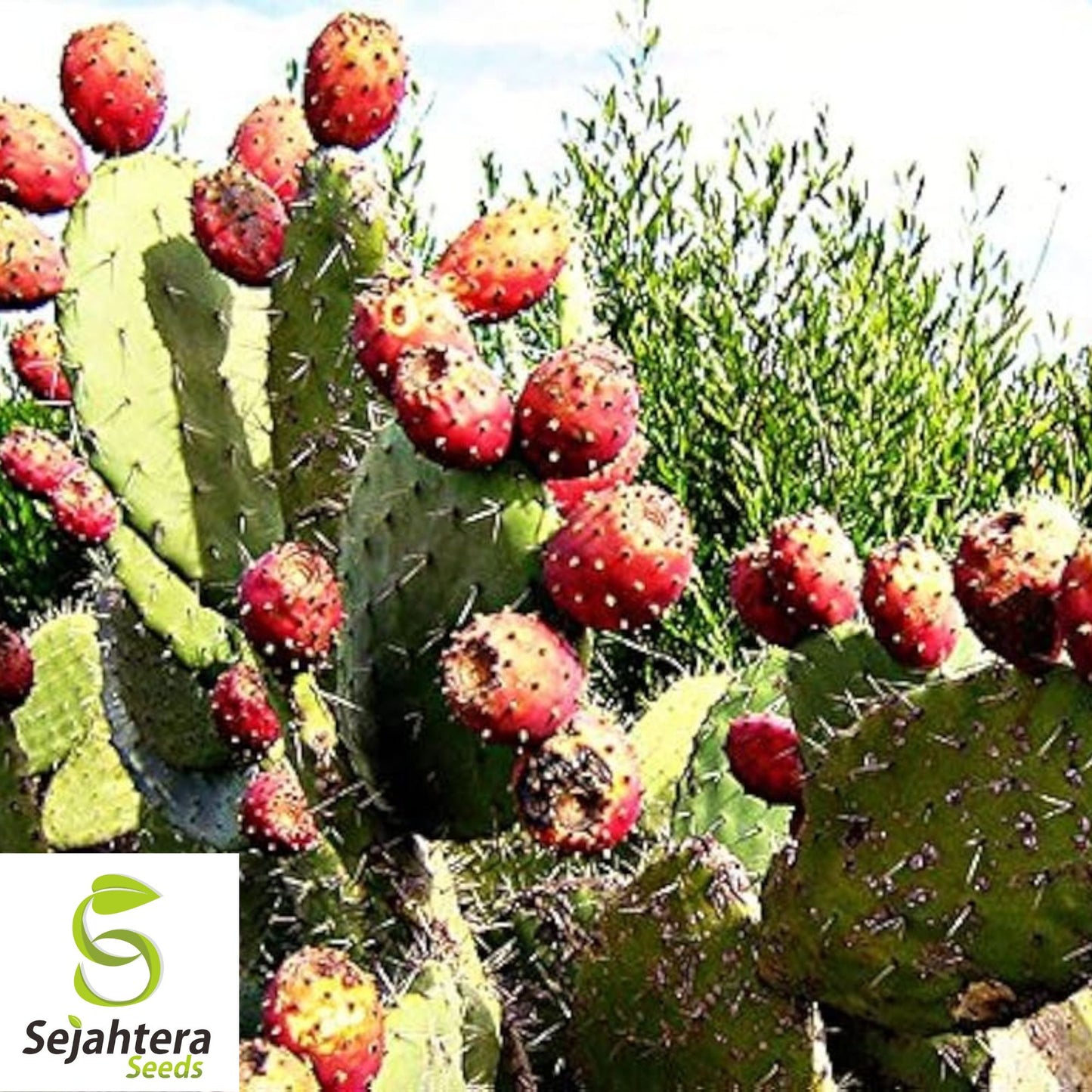 Cactus Pear Seeds {Opuntia ficus-indica} 10 Seeds