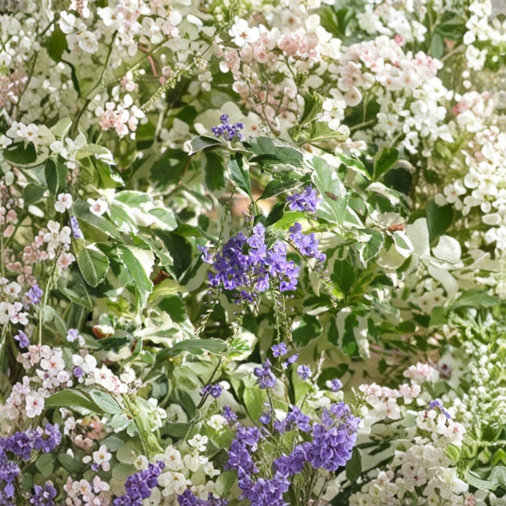 Duranta repens ‘Variegated’ – Duranta erecta Live Plant | 1 Foot Tall | Includes 6 Inch Nursery Pot Golden Variegated Foliage | Evergreen Shrub | Bright Landscape Accent