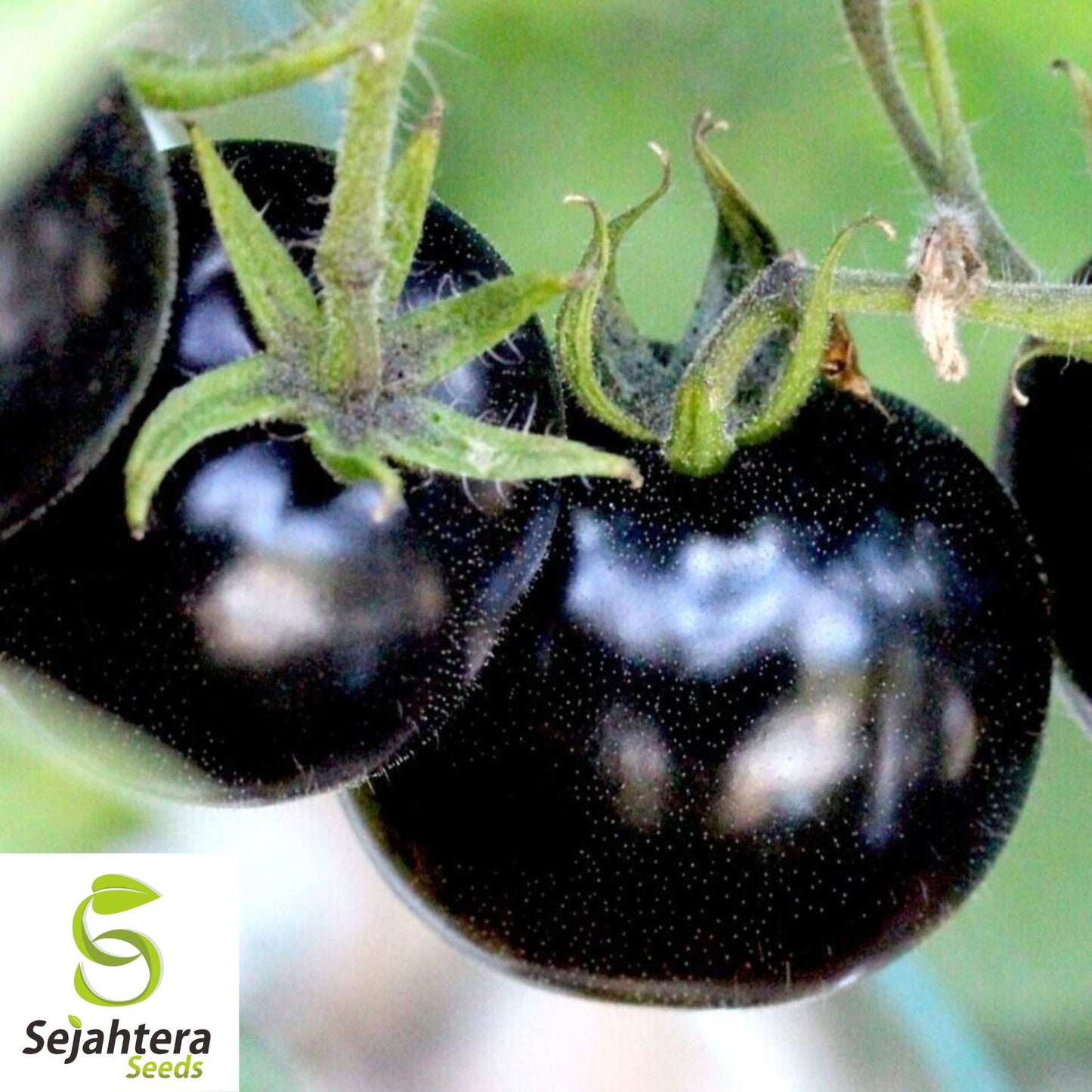 European Black Cherry Tomato Seeds - 10+ Heirloom, Sweet, Non-GMO & Rare