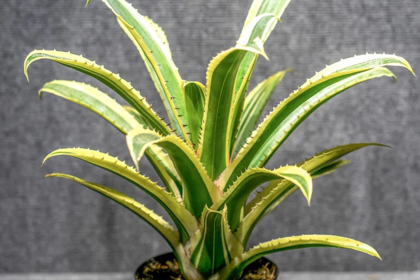 Hohenbergia Edmundoi (Albo) Plant – Rare Tropical Bromeliad – Unique Houseplant for Collectors – Perfect for Indoor Gardens