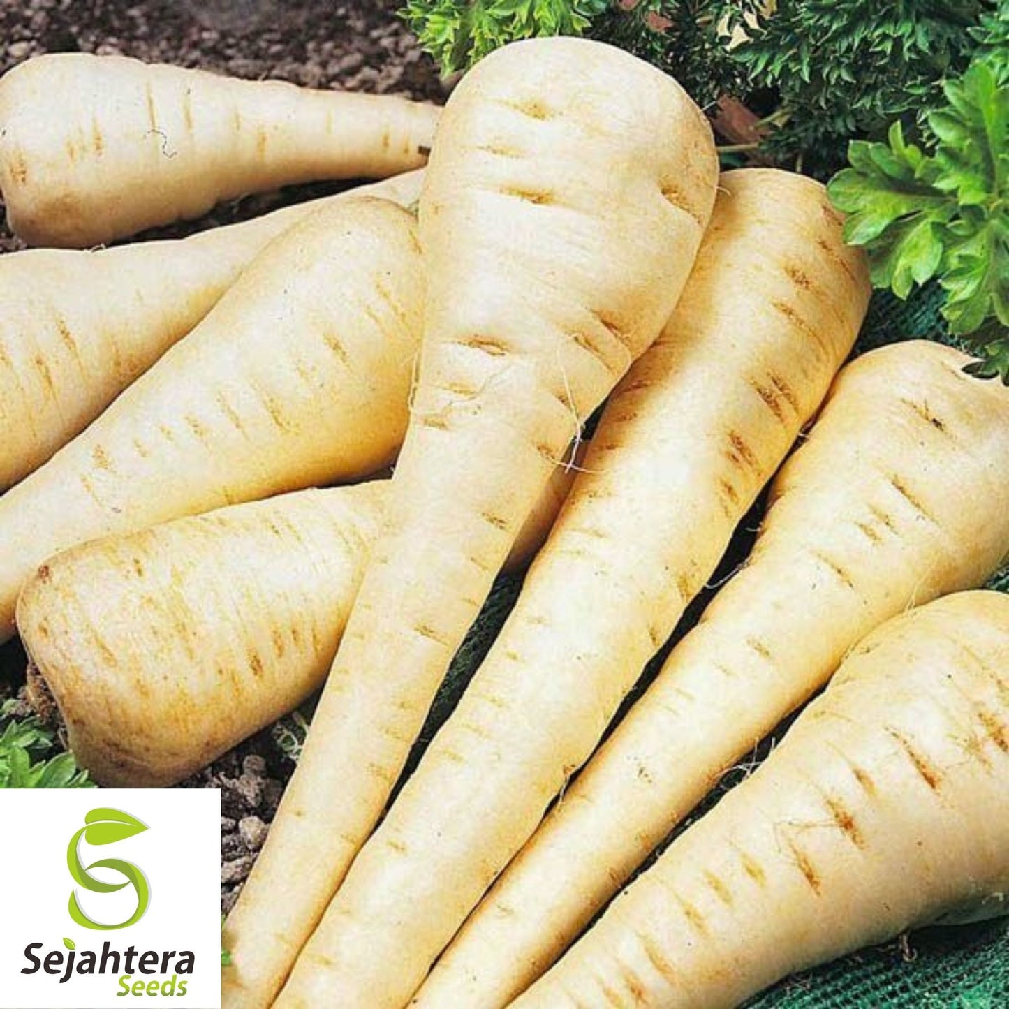 Parsnip Hollow Crown Seeds 200+ | Heirloom Vegetable Garden NON-GMO USA