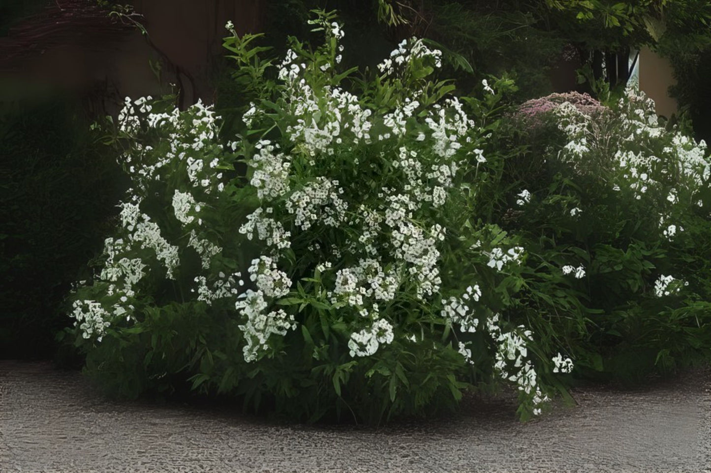 Snow Cloth Alyssum (Lobularia maritima 'Snow Cloth')