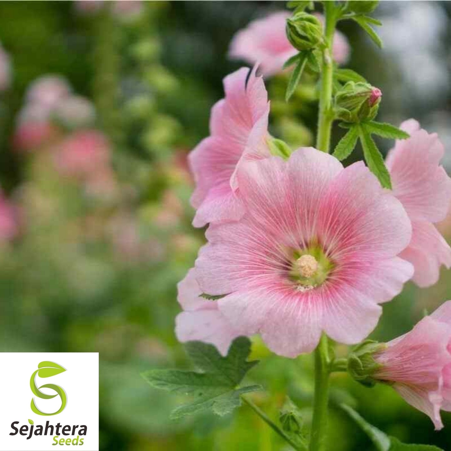 Hollyhock Flower Seeds 35+ | Alcea rosea Perennial Heirloom Garden USA
