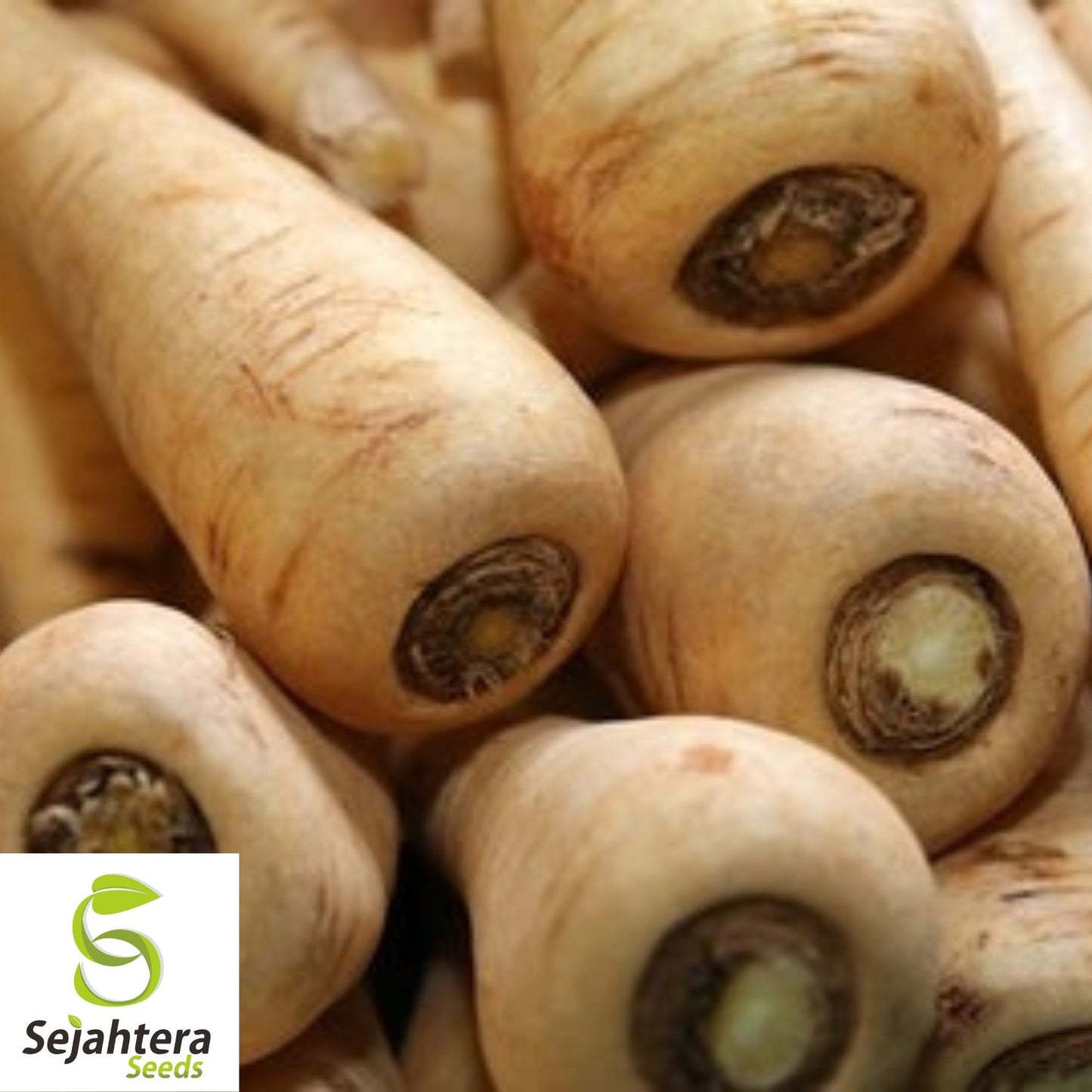 Parsnip Hollow Crown Seeds 200+ | Heirloom Vegetable Garden NON-GMO USA