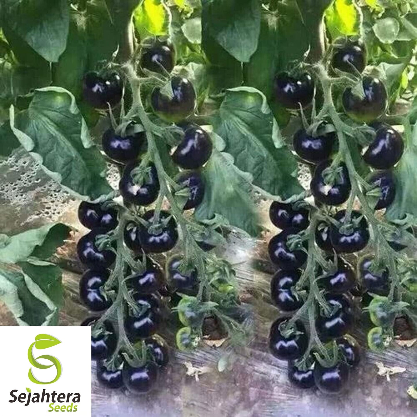 European Black Cherry Tomato Seeds - 10+ Heirloom, Sweet, Non-GMO & Rare