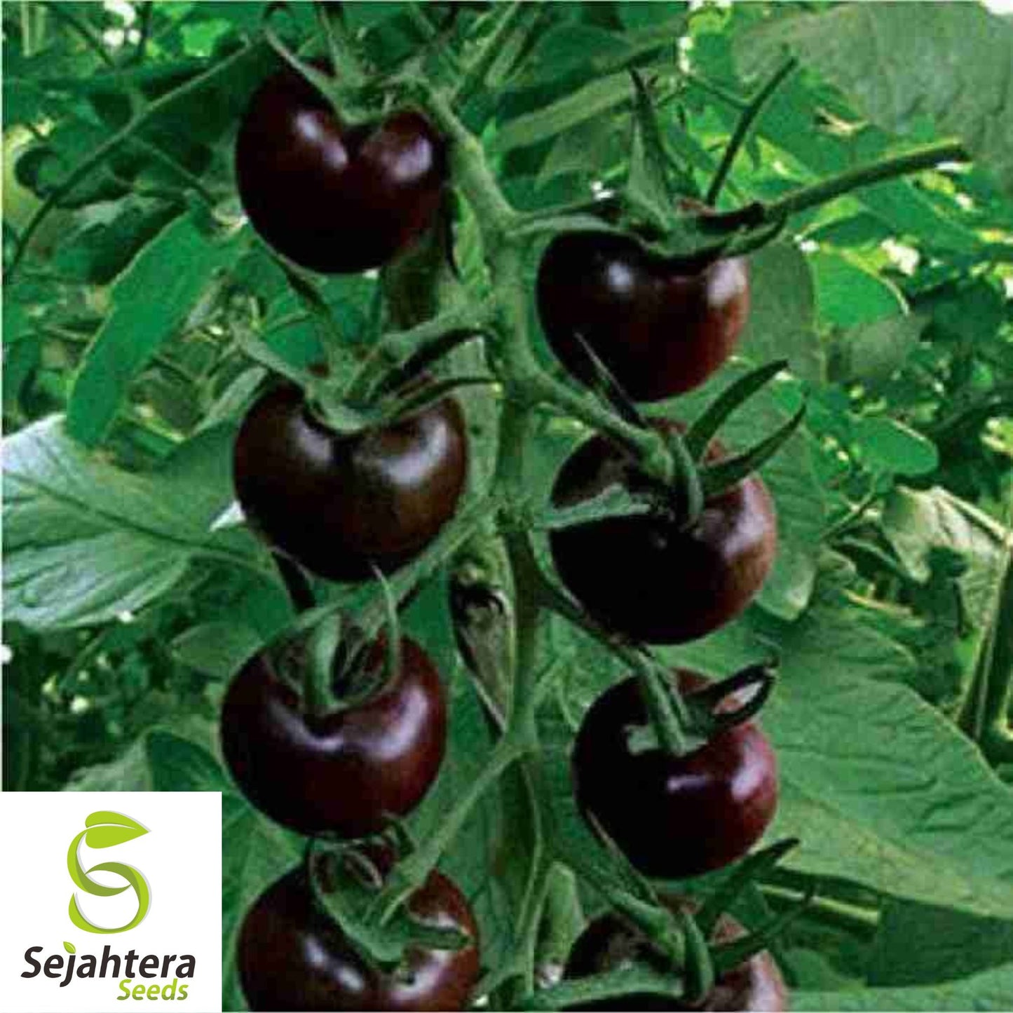 European Black Cherry Tomato Seeds - 10+ Heirloom, Sweet, Non-GMO & Rare