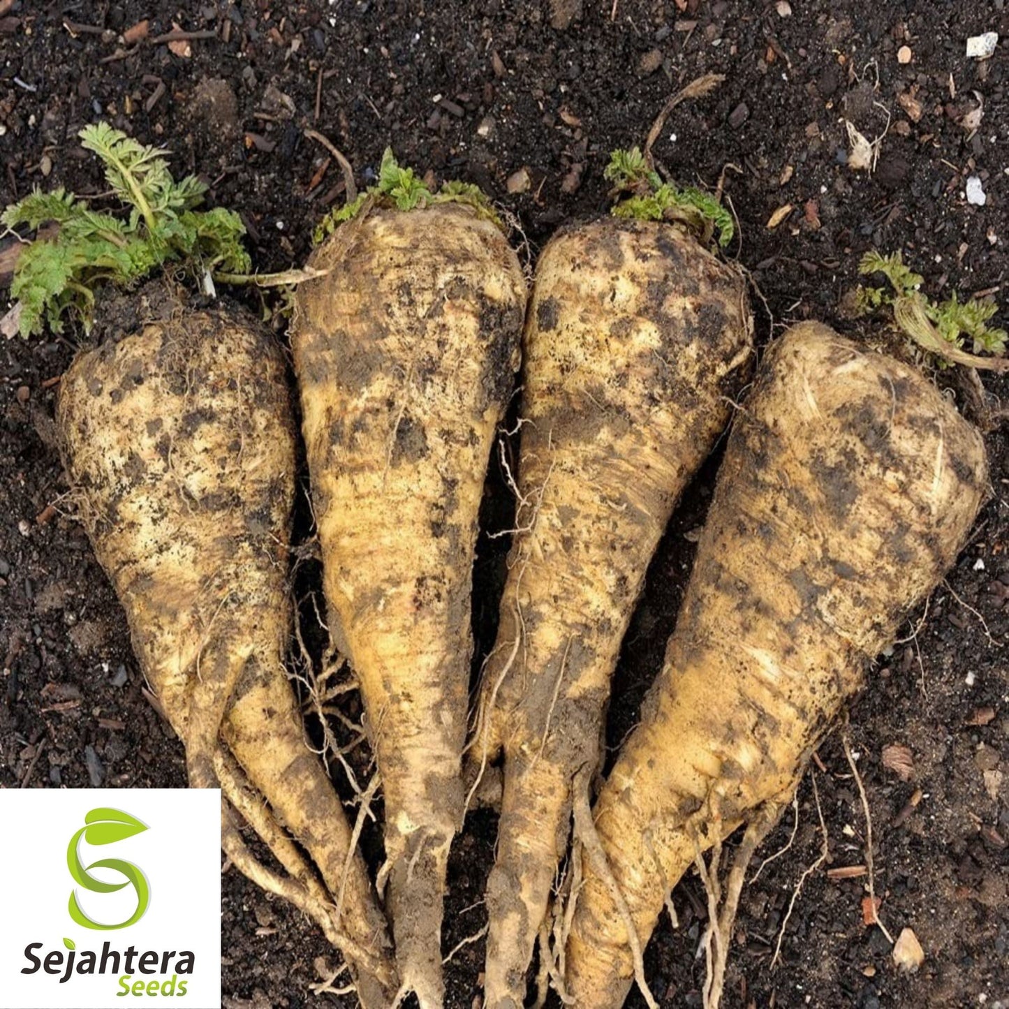 Parsnip Hollow Crown Seeds 200+ | Heirloom Vegetable Garden NON-GMO USA