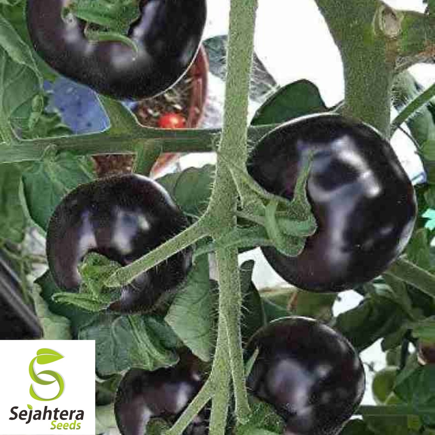European Black Cherry Tomato Seeds - 10+ Heirloom, Sweet, Non-GMO & Rare