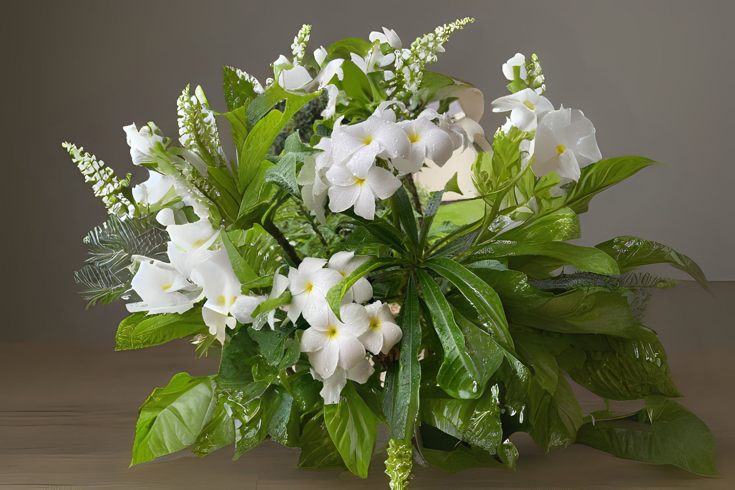 Plumeria Pudica Live Plant 6" Pot Ramo de Novia White Frangipani, Bridal Bouquet, Plumeria pudica - Tropical Ornamental Shrub