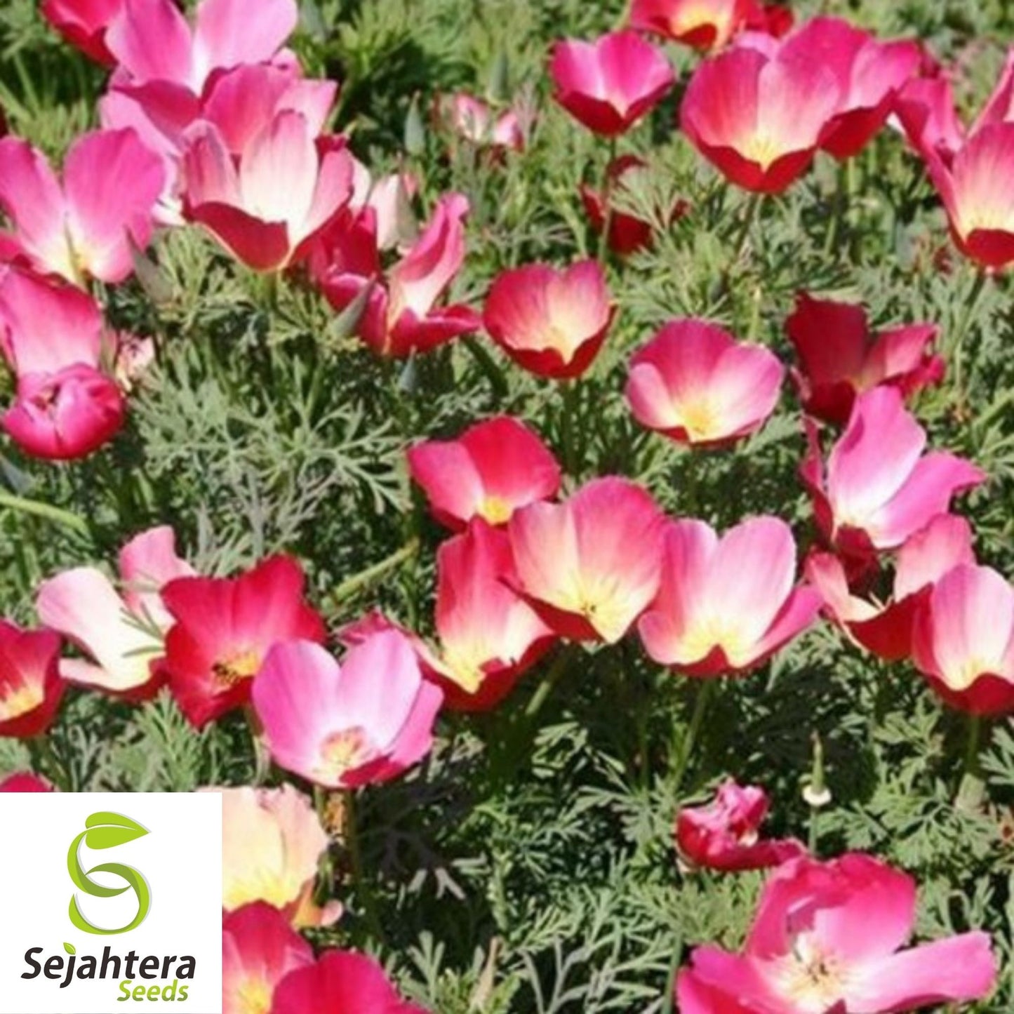 Carmine King California Poppy Seeds 250+ | Eschscholzia californica Flower