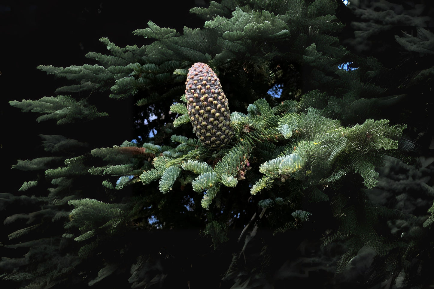 Shasta Red Fir (Abies magnifica var. shastensis)
