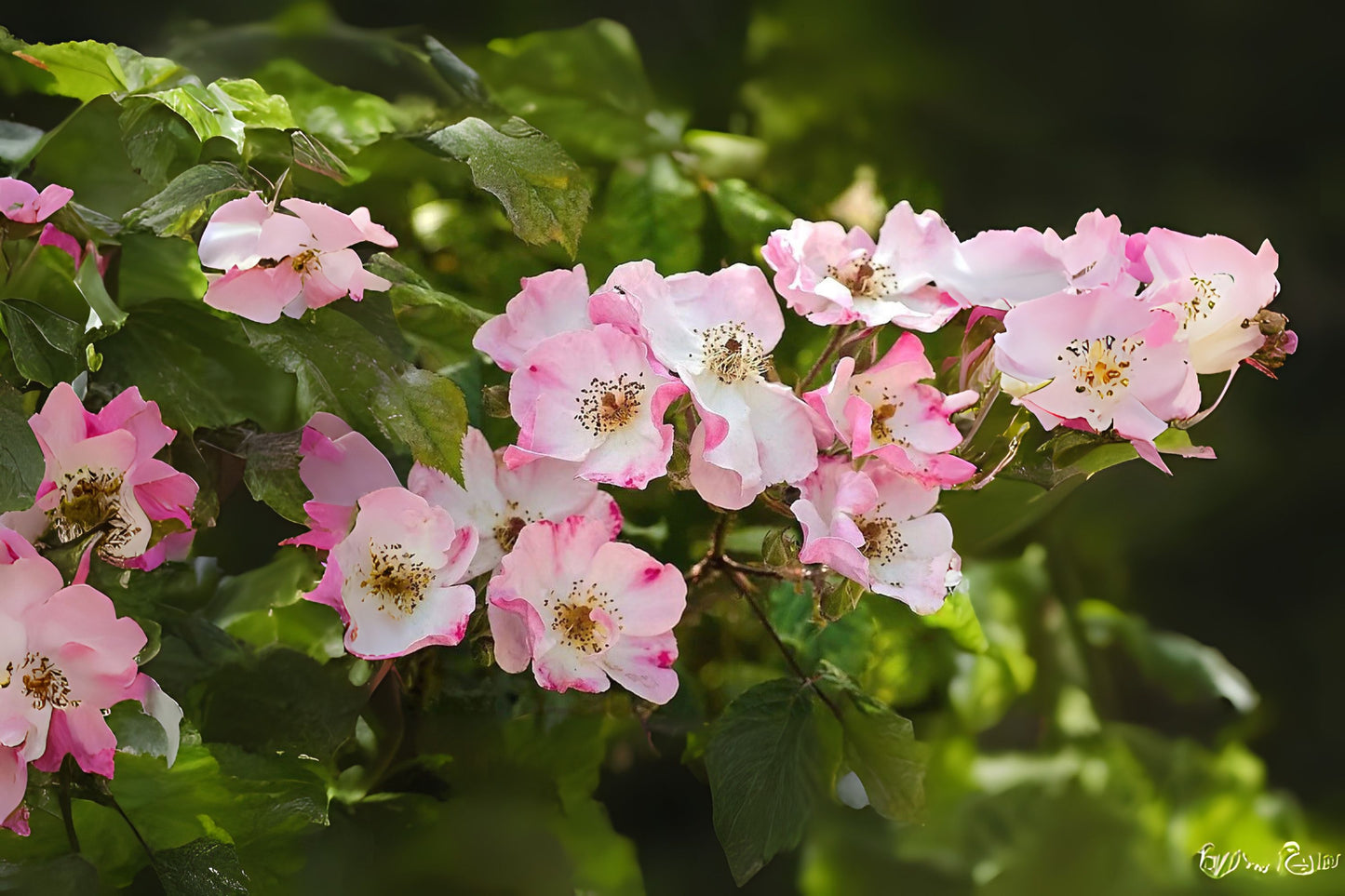 Brier Rose Dog Brier Thornless Rose (Rosa canina var. Inermis)