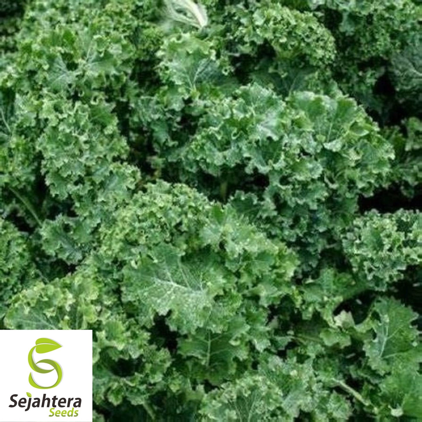 500 Dwarf Siberian Kale Seeds - Non-GMO, Cold-Hardy & Tender Variety