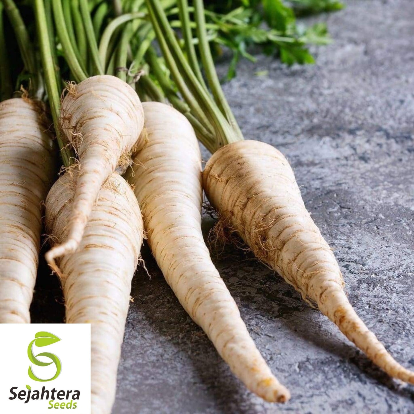 Parsnip Hollow Crown Seeds 200+ | Heirloom Vegetable Garden NON-GMO USA
