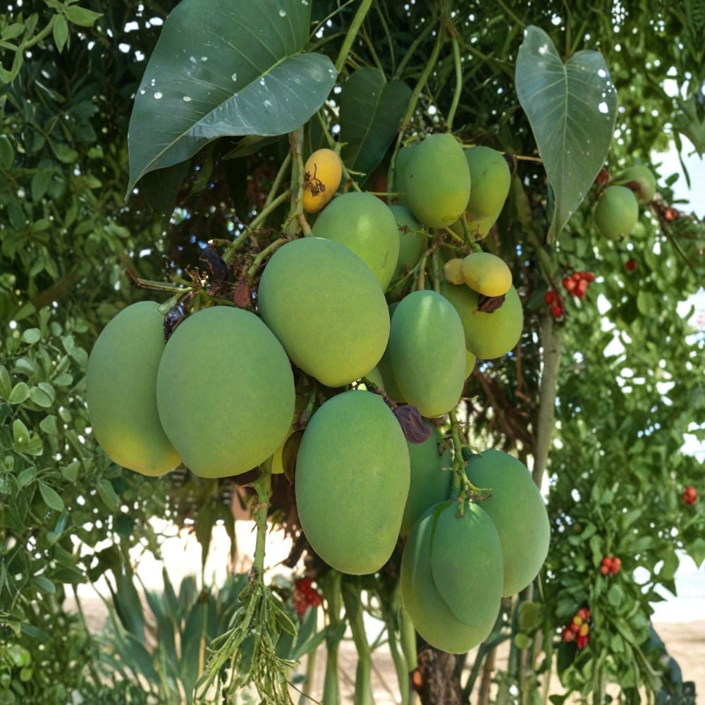 Chandigarh Mango Tree – Mangifera indica Grafted Dwarf Tree | 3-Gallon Pot | Rare Variety Limited Availability | Compact Growth | Collector’s Mango