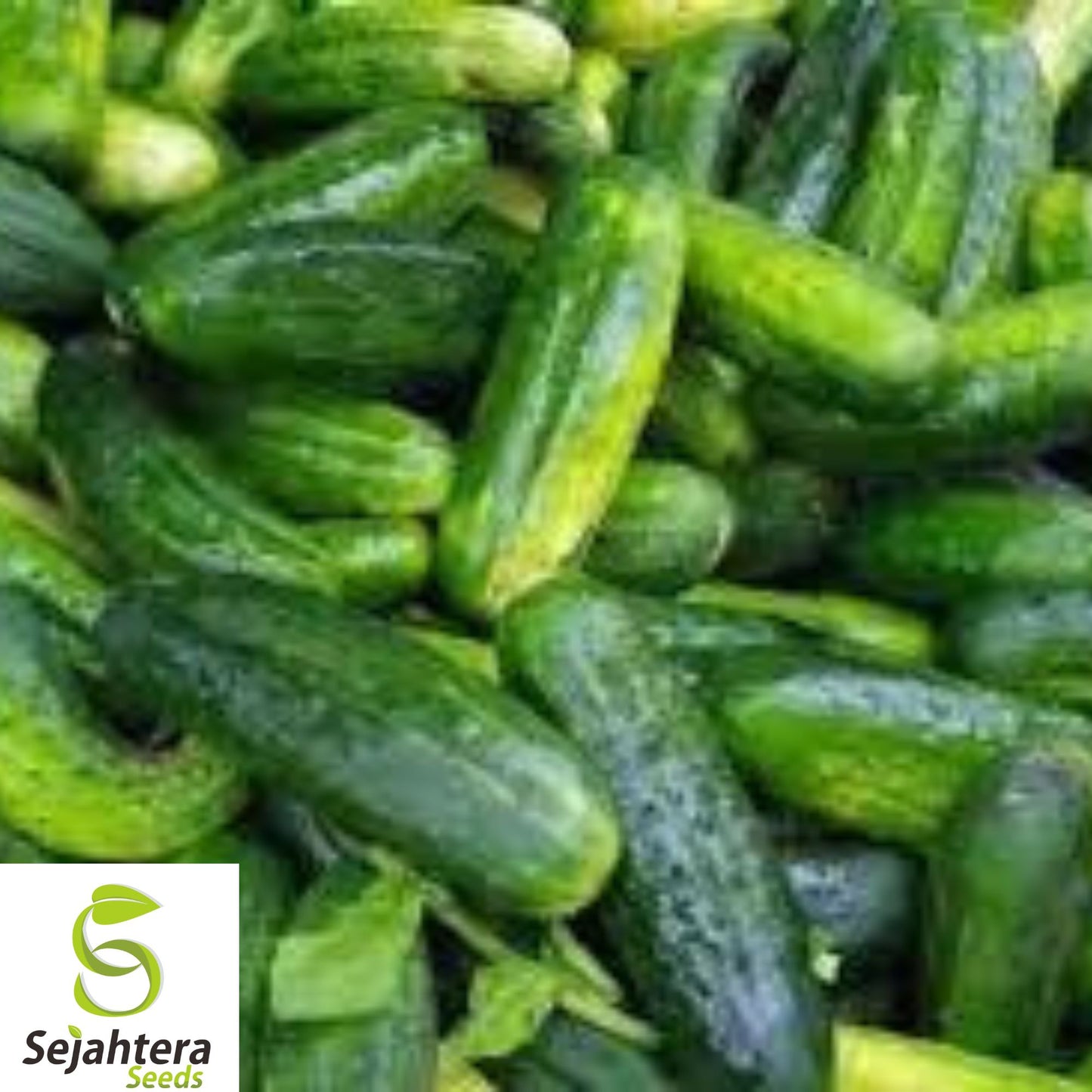 200+ Wisconsin SMR-58 Cucumber Seeds - Heirloom, Organic, Non-GMO, Best for Pickling