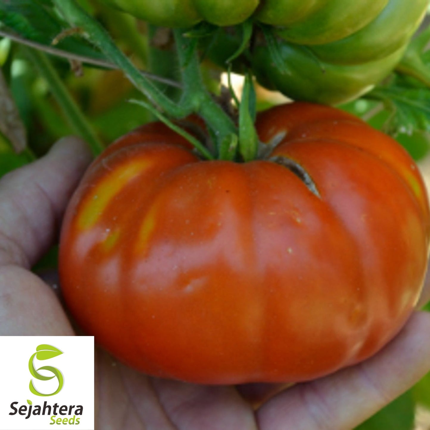 50 Red Brandywine Tomato Seeds - Heirloom, Non-GMO, Sweet & Juicy Variety