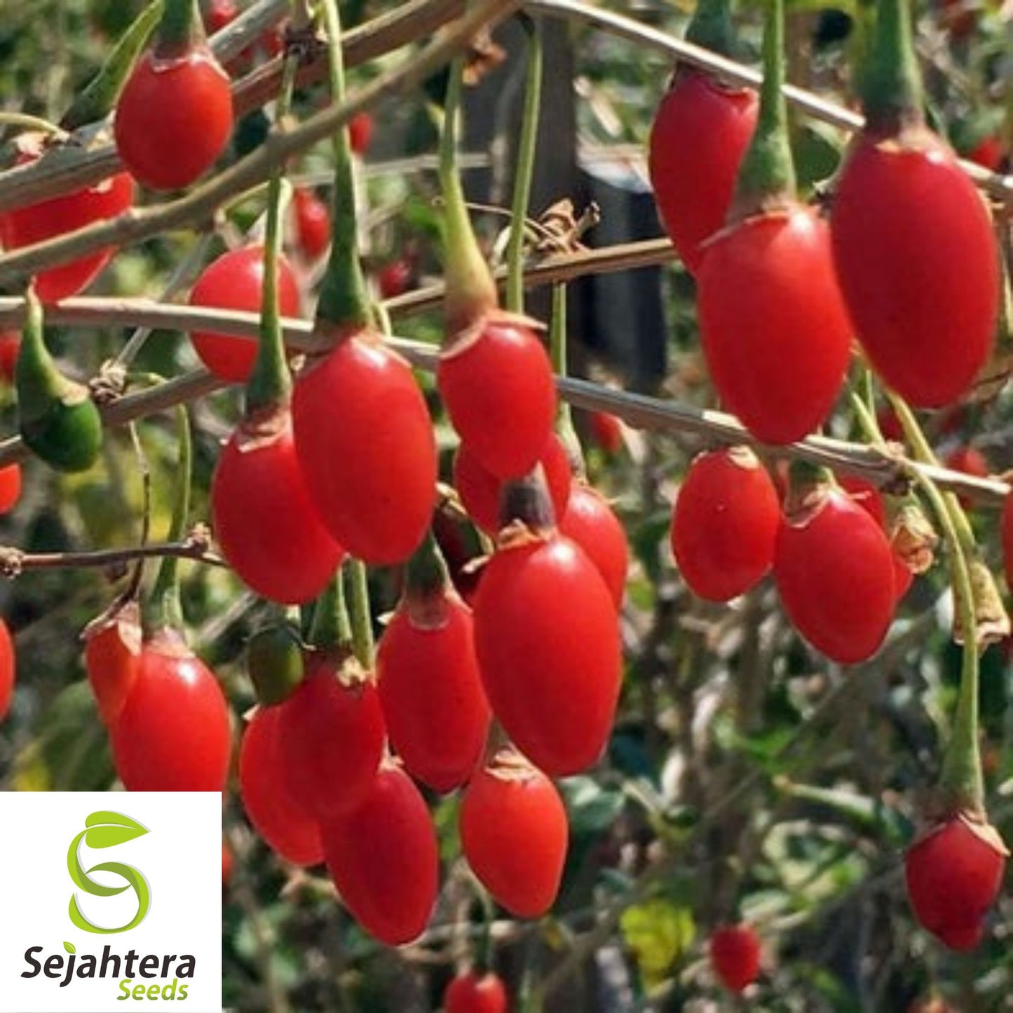 Goji Berry Seeds {Lycium chinense} 50+ Heirloom NON-GMO Seeds