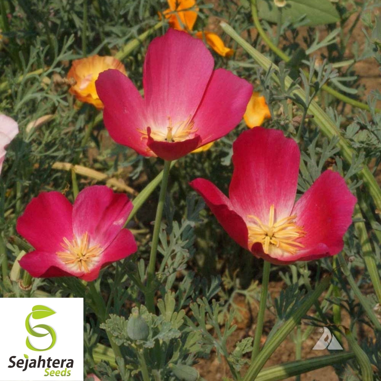 Carmine King California Poppy Seeds 250+ | Eschscholzia californica Flower