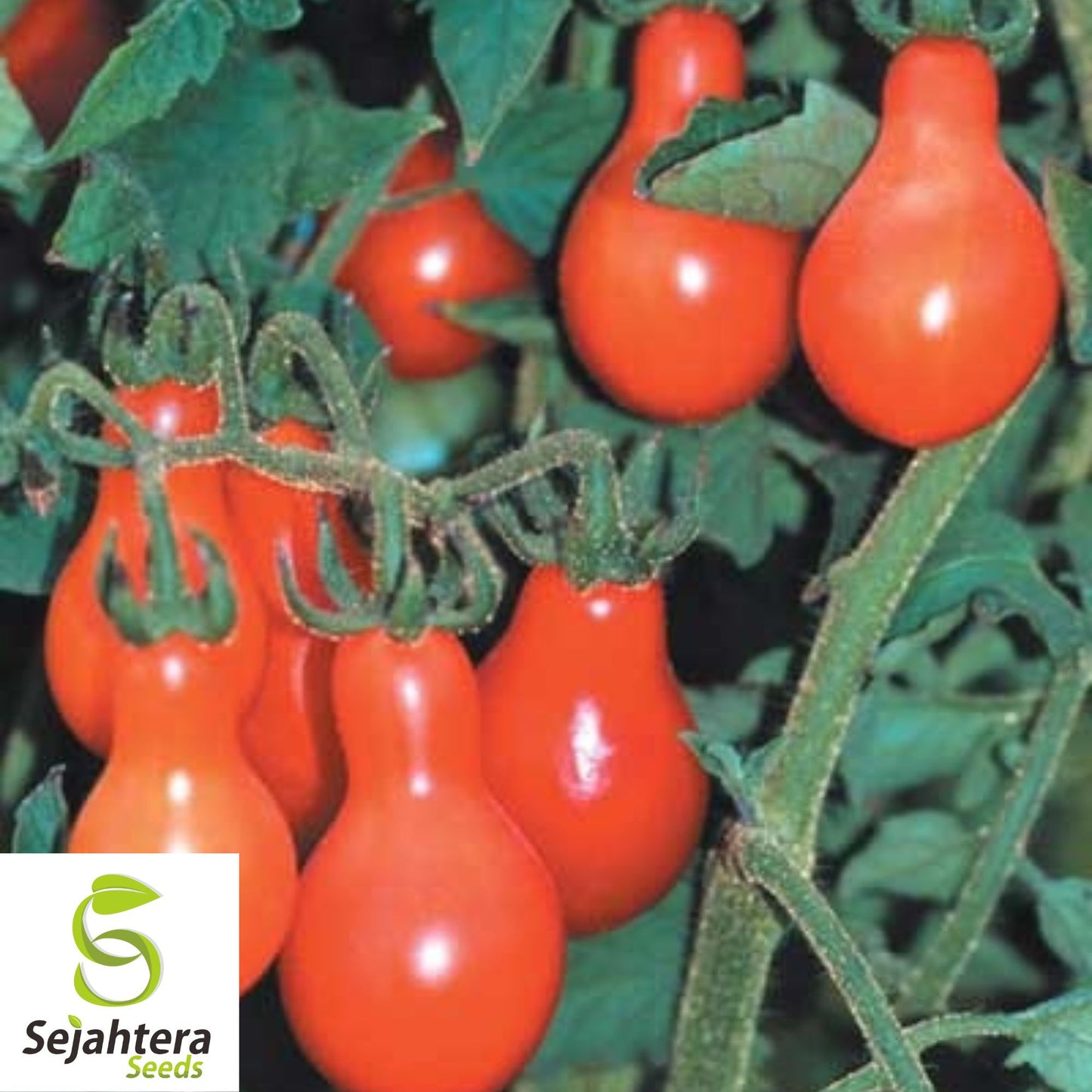 Red Pear Tomato Seeds - 120+ Heirloom, Non-GMO, Sweet & Fresh