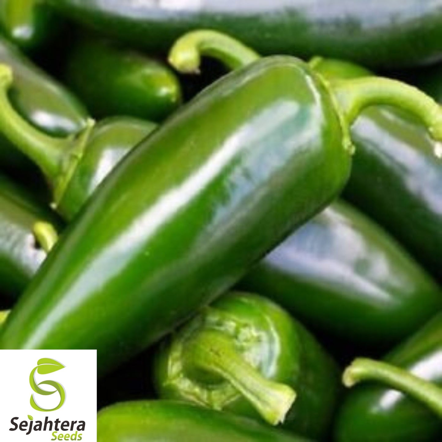 50 Tam Jalapeño Pepper Seeds - Heirloom, Organic, Non-GMO, Mild & Flavorful