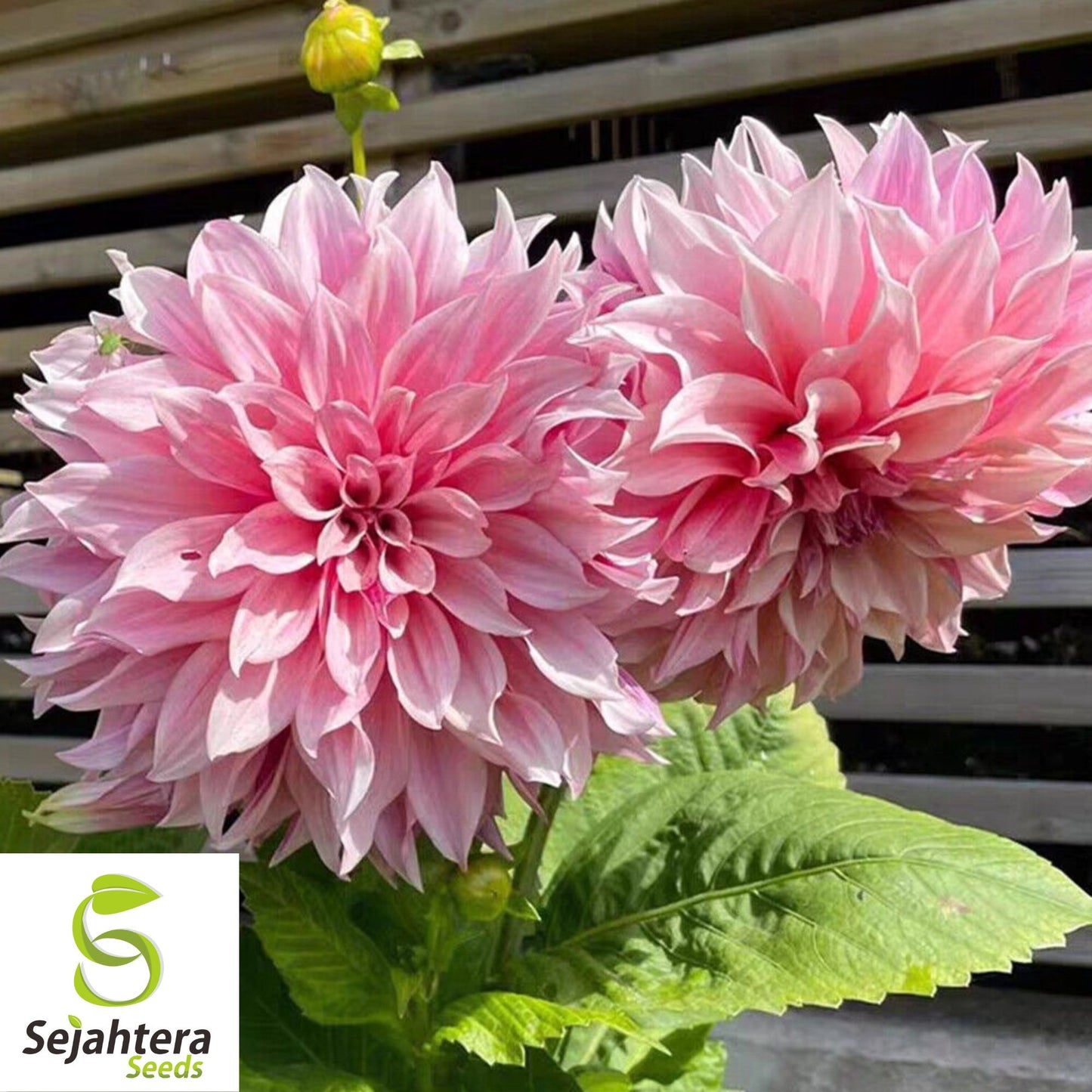 100+ Peppermint Stick Zinnia Seeds - Zinnia Elegans, Striped Annual Blooms