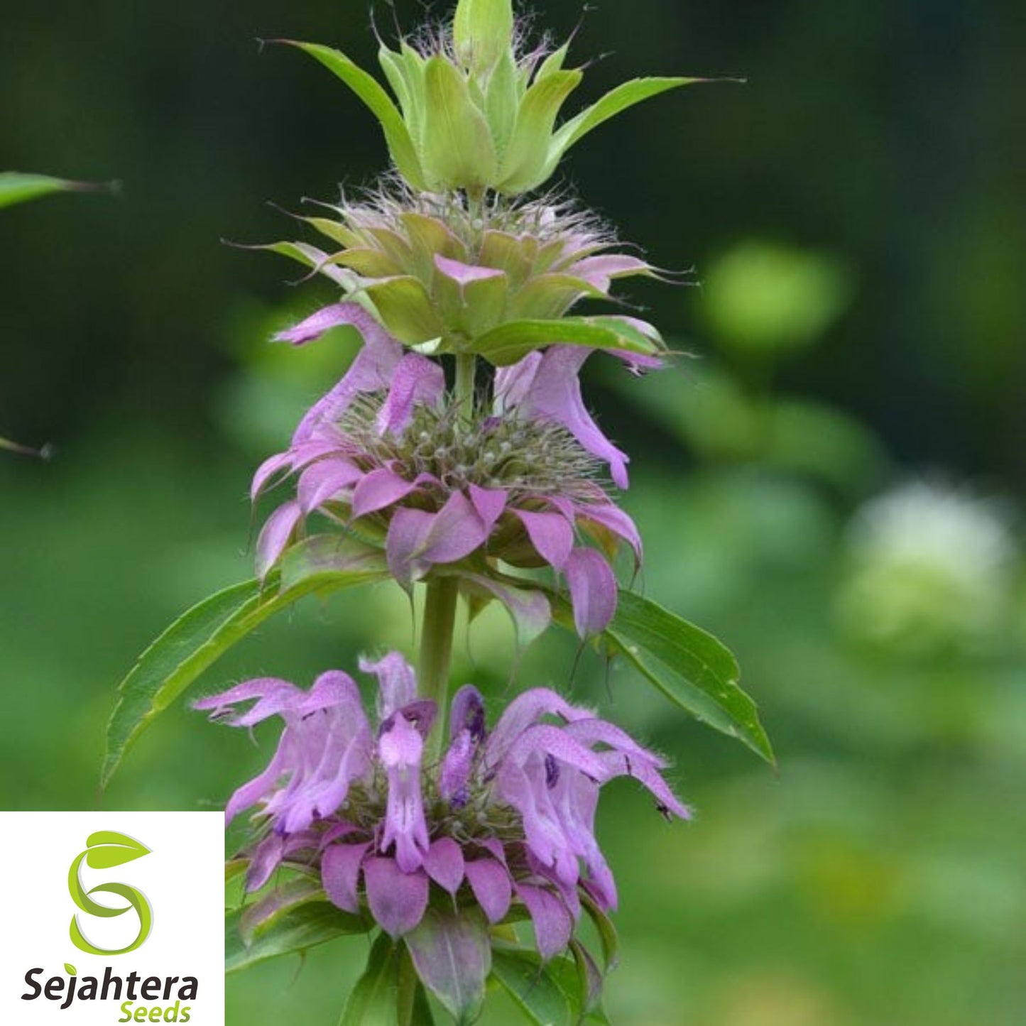 250+ Lemon Mint Seeds - Lemon Bee Balm - Heirloom, Organic, Non-GMO, Fresh, 250+ Seeds