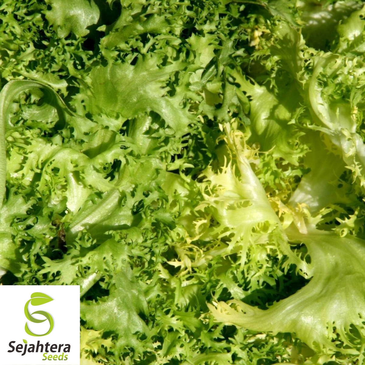 Green Curled Ruffec Endive Seeds 500+ | NON-GMO Vegetable Garden USA