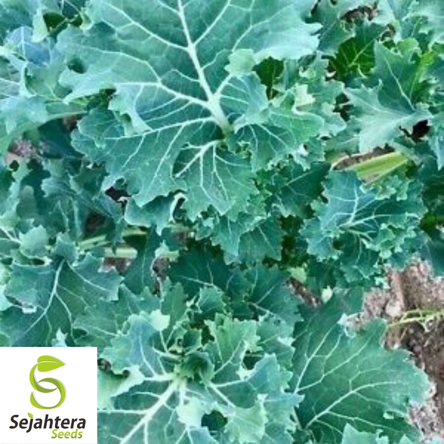 500 Dwarf Siberian Kale Seeds - Non-GMO, Cold-Hardy & Tender Variety