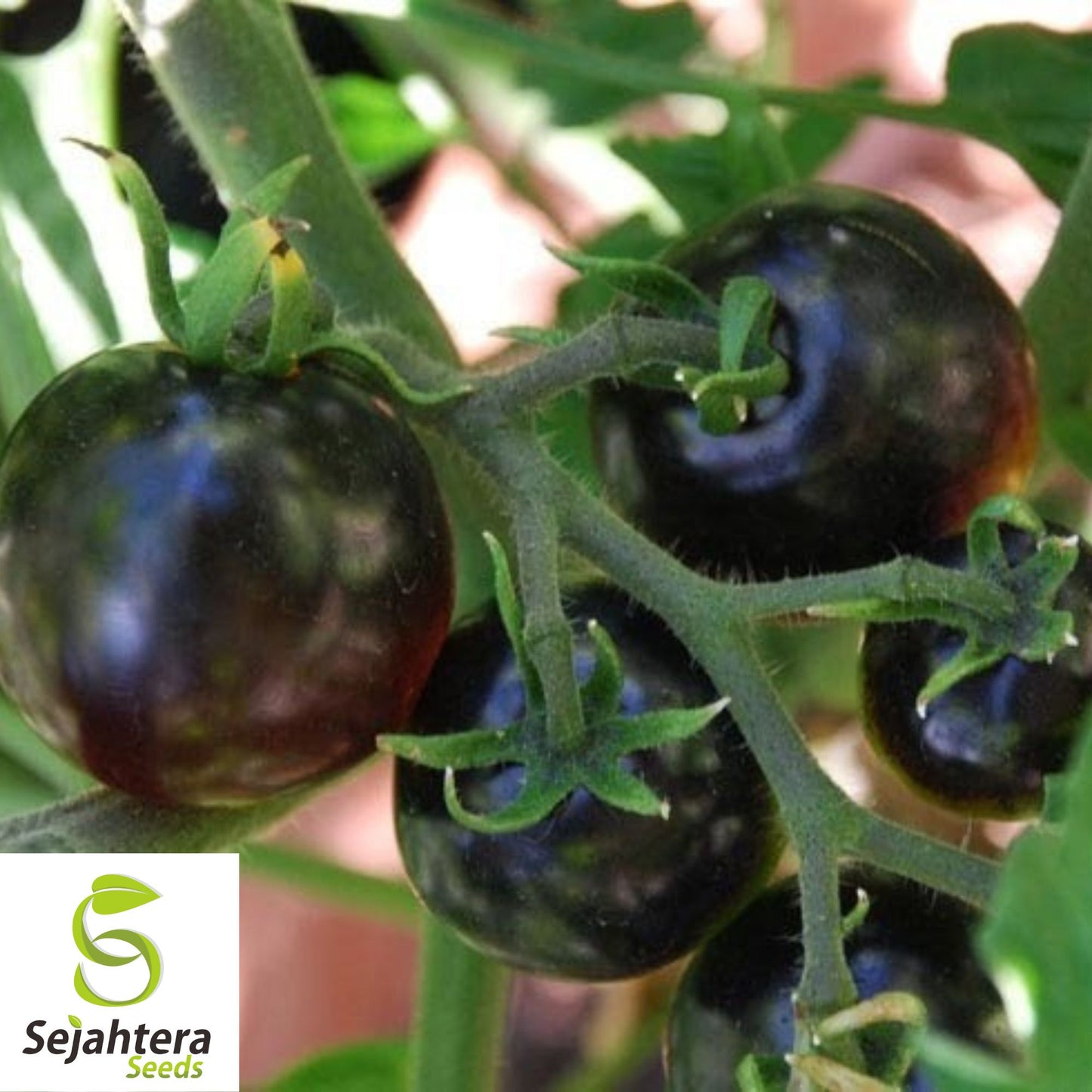European Black Cherry Tomato Seeds - 30+ Heirloom, Sweet, Non-GMO & Rare
