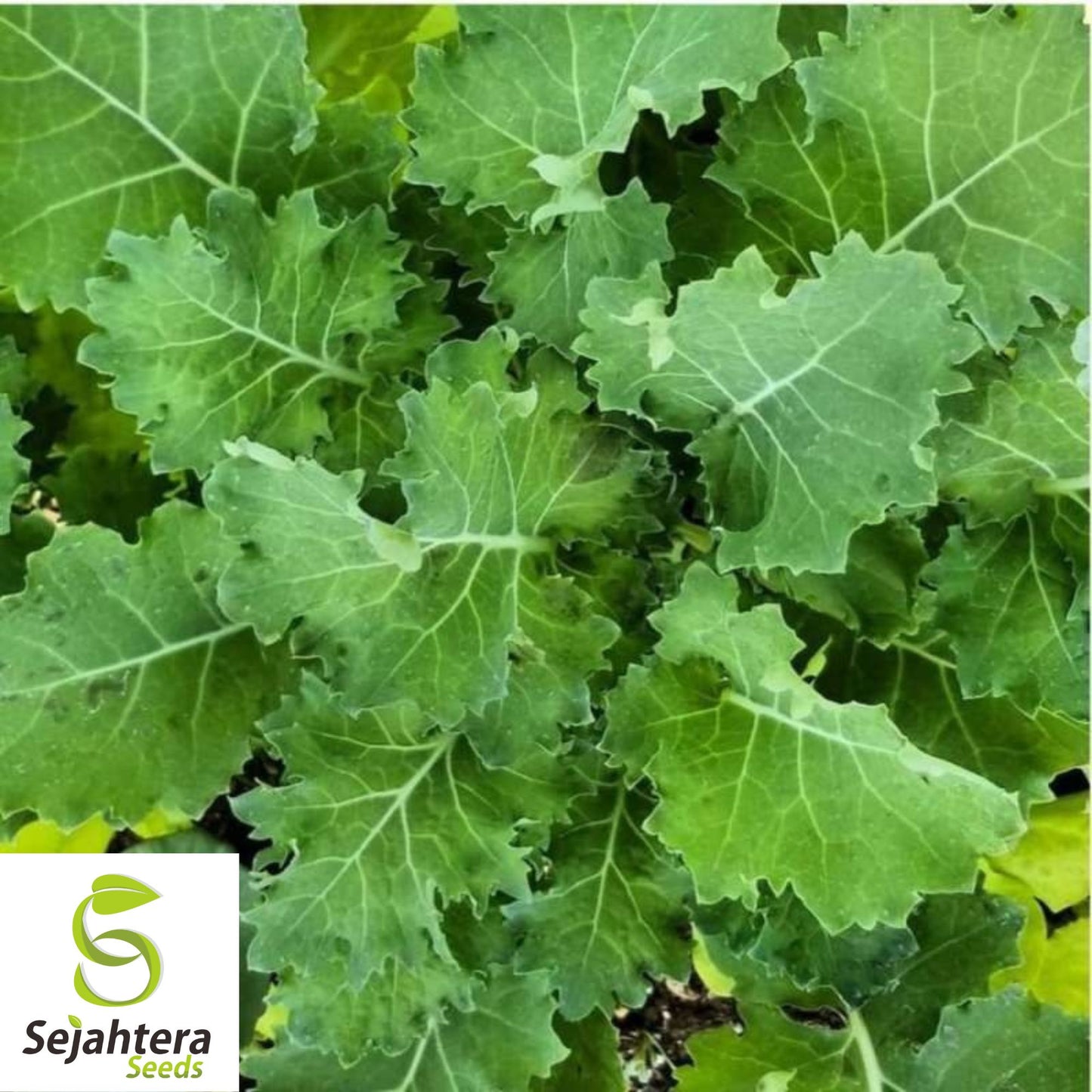 500 Dwarf Siberian Kale Seeds - Non-GMO, Cold-Hardy & Tender Variety