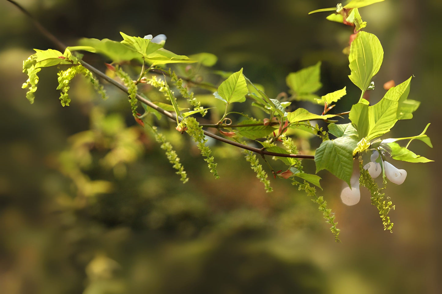 Honsh_ Snake Bark Maple (Acer rufinerve)