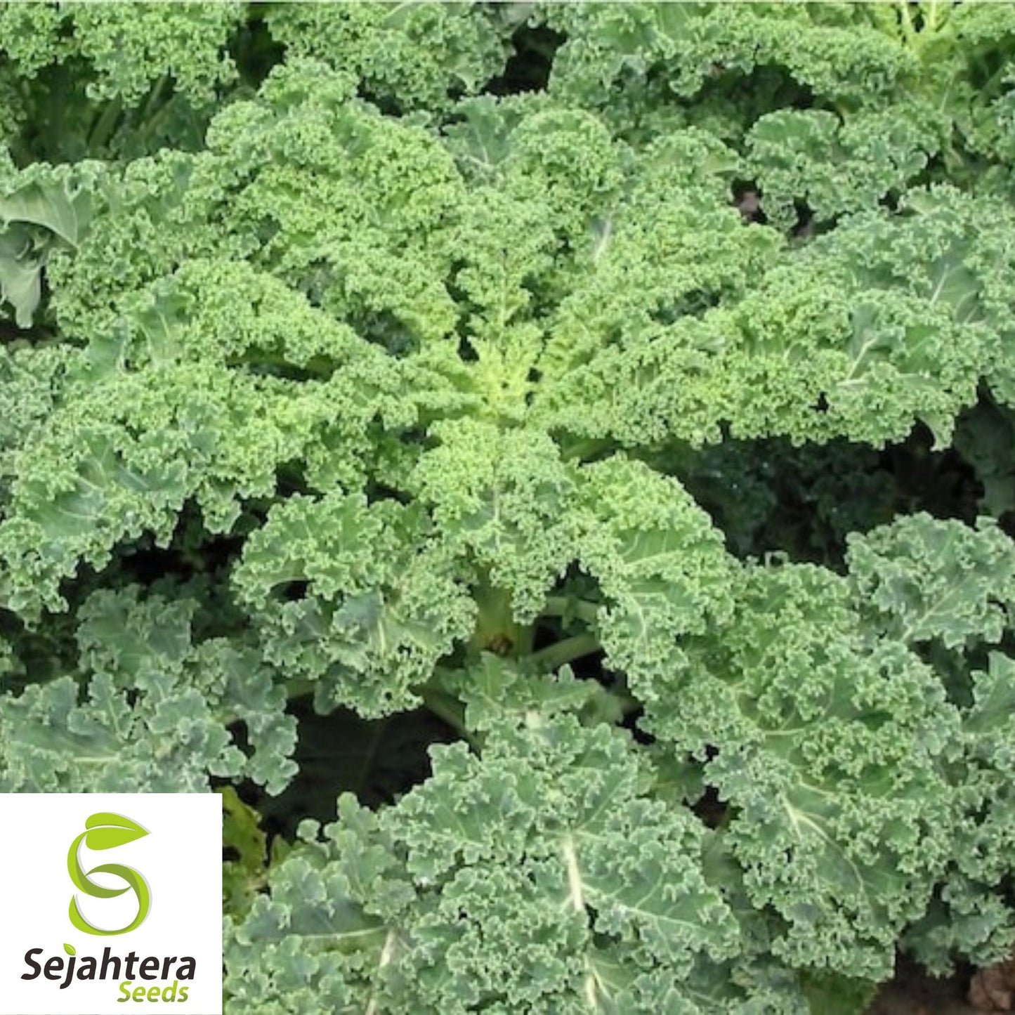 500 Dwarf Siberian Kale Seeds - Non-GMO, Cold-Hardy & Tender Variety