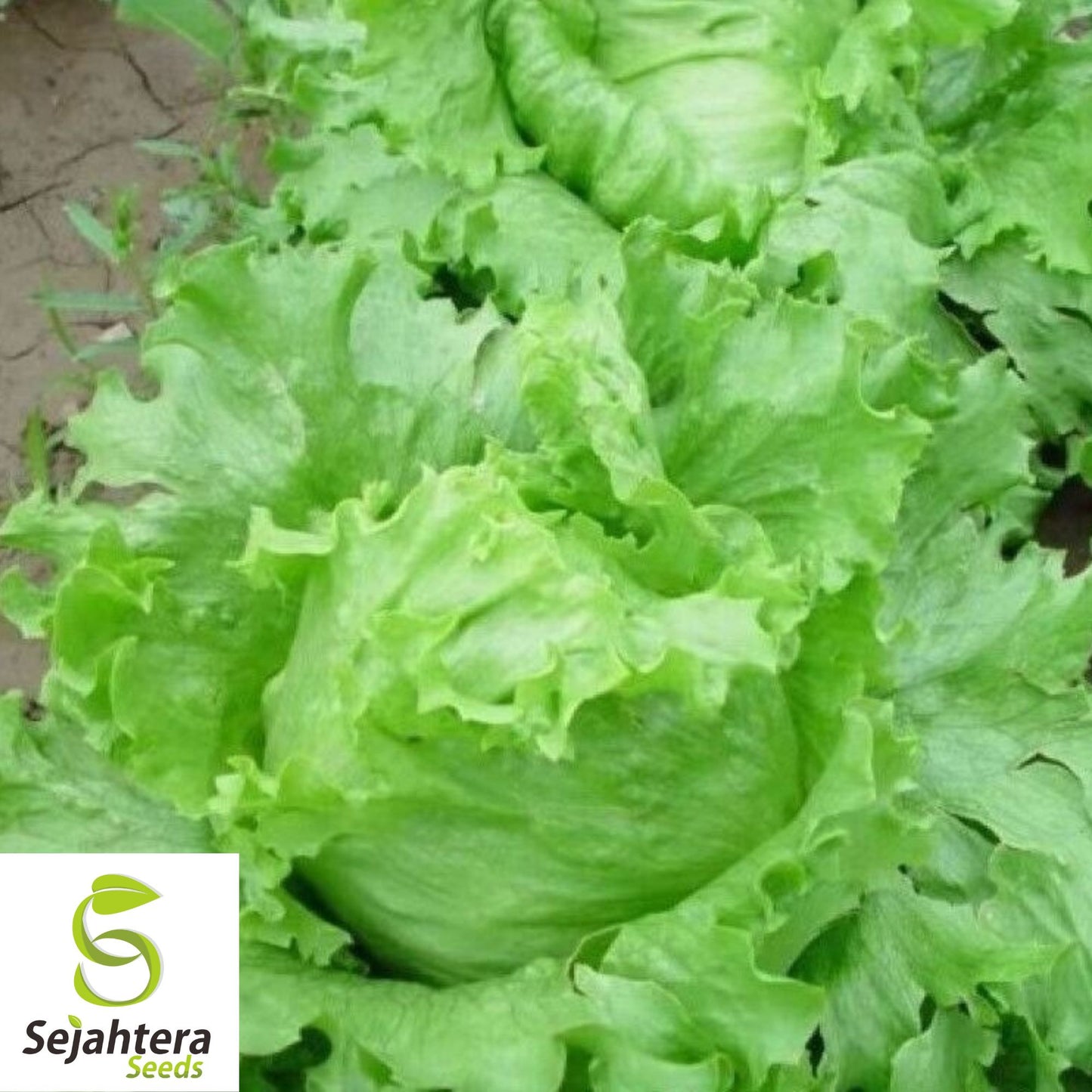 Iceberg Lettuce Seeds 600+ | Crisphead Heirloom NON-GMO Vegetable Garden USA