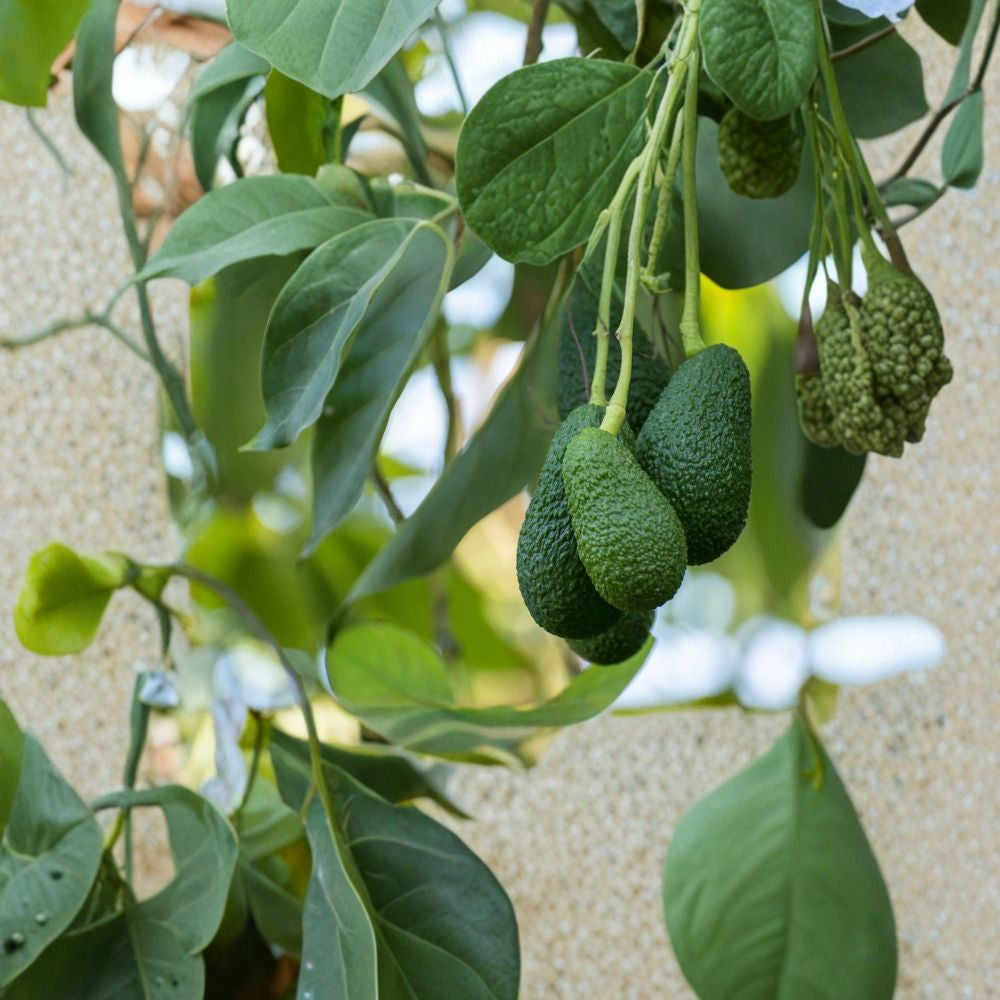 Avocado Tree Seedling – Persea americana Live Plant | Approximately 15 Inches Tall | No Pot (Bare Root Wrapped) Tropical Fruit Starter | Lightweight Shipping | Ready to Plant