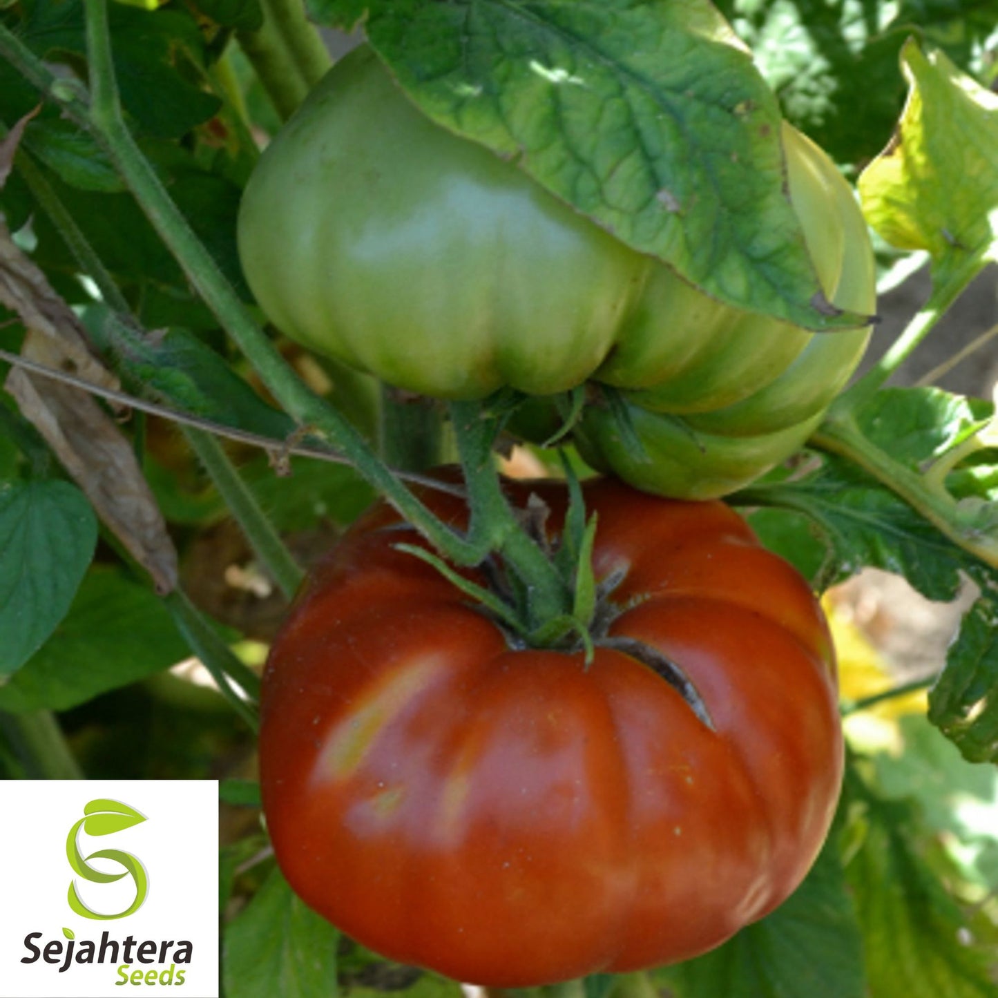 50 Red Brandywine Tomato Seeds - Heirloom, Non-GMO, Sweet & Juicy Variety