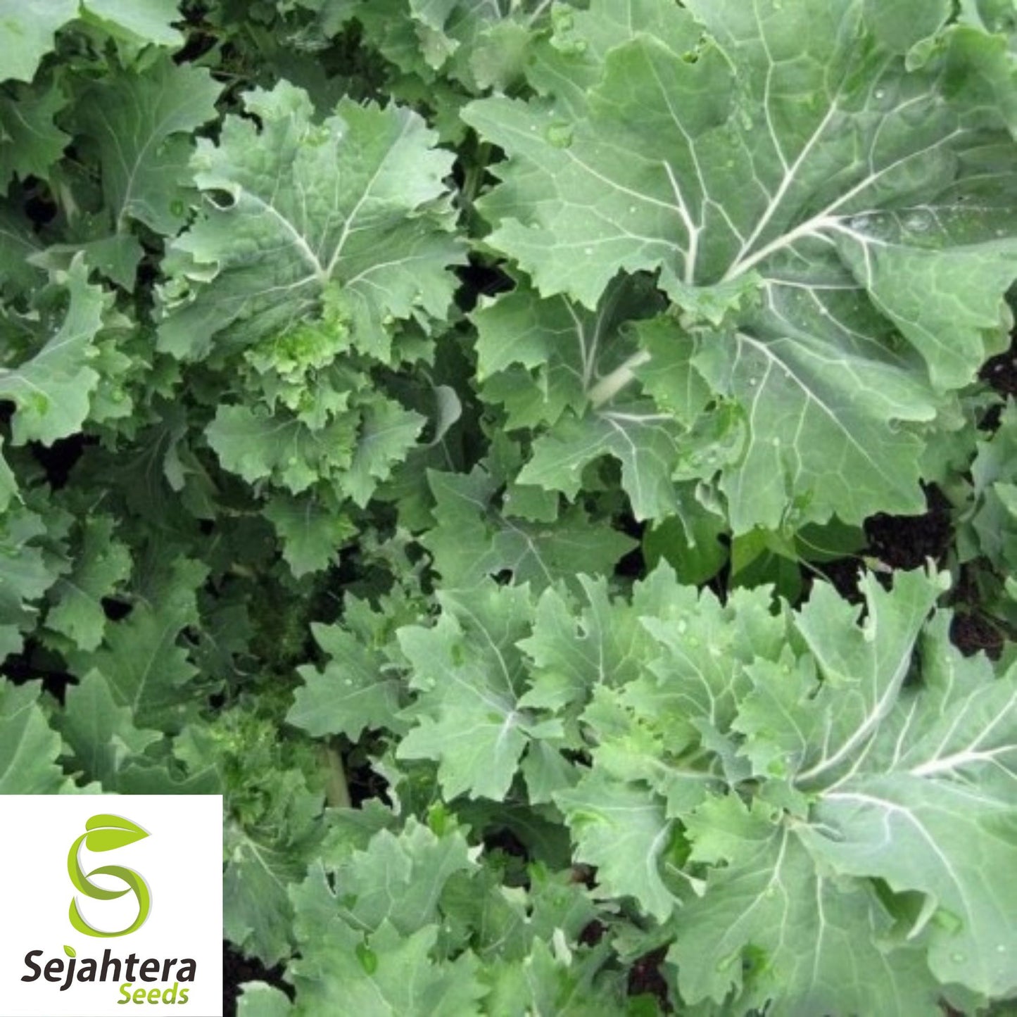 500 Dwarf Siberian Kale Seeds - Non-GMO, Cold-Hardy & Tender Variety